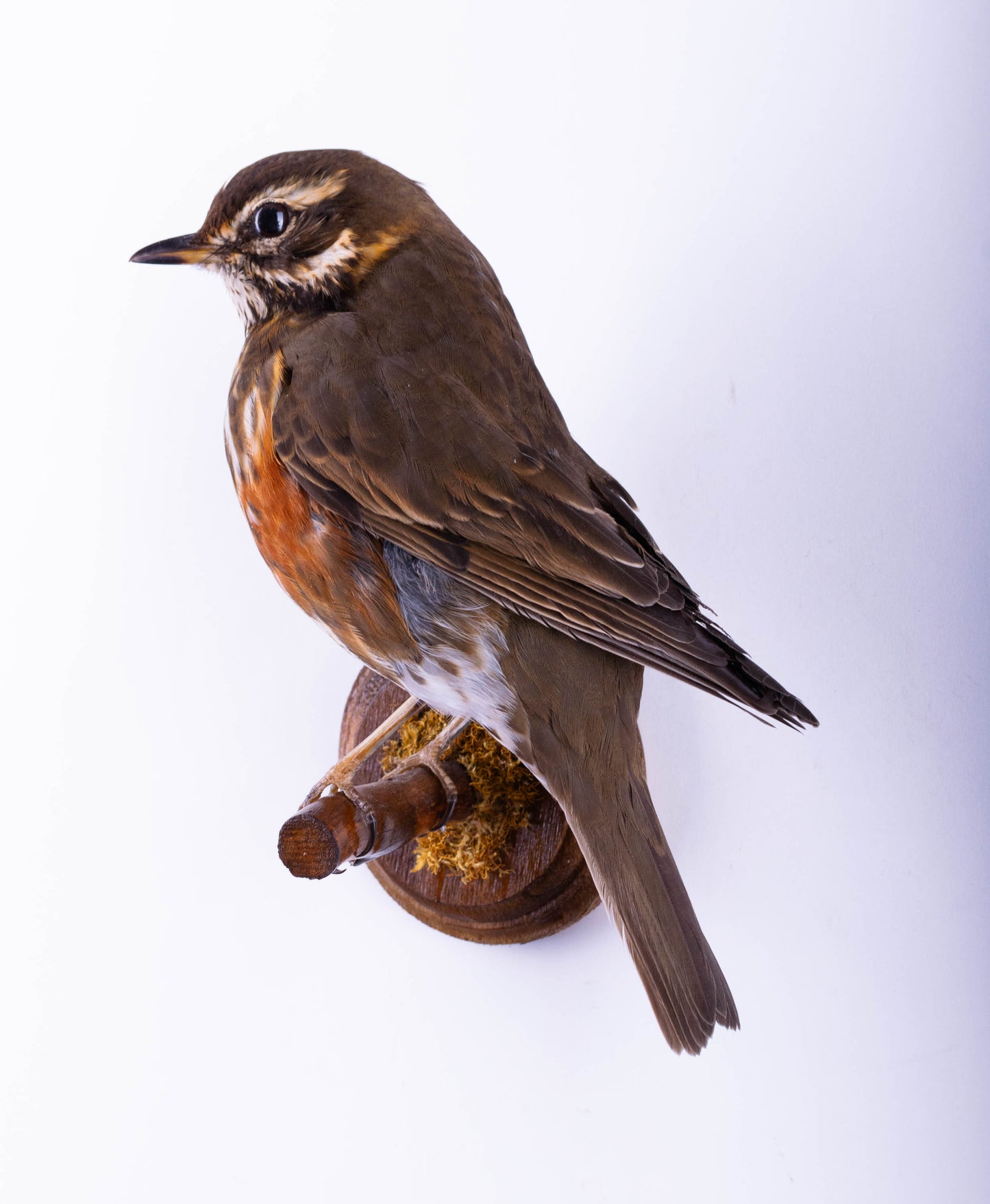 Support mural de taxidermie Redwing à vendre