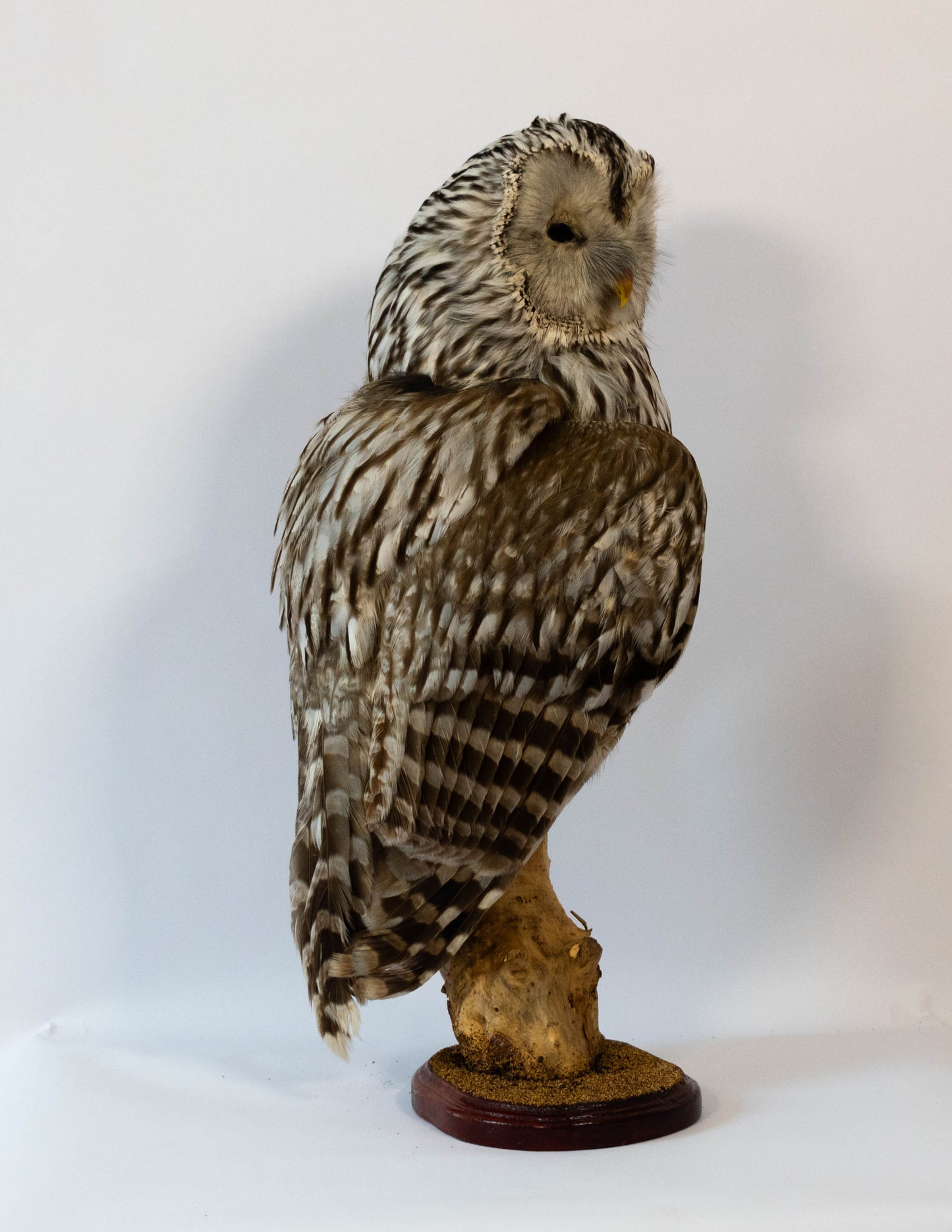 Hibou moyen-duc naturalisé pour fixation murale à vendre