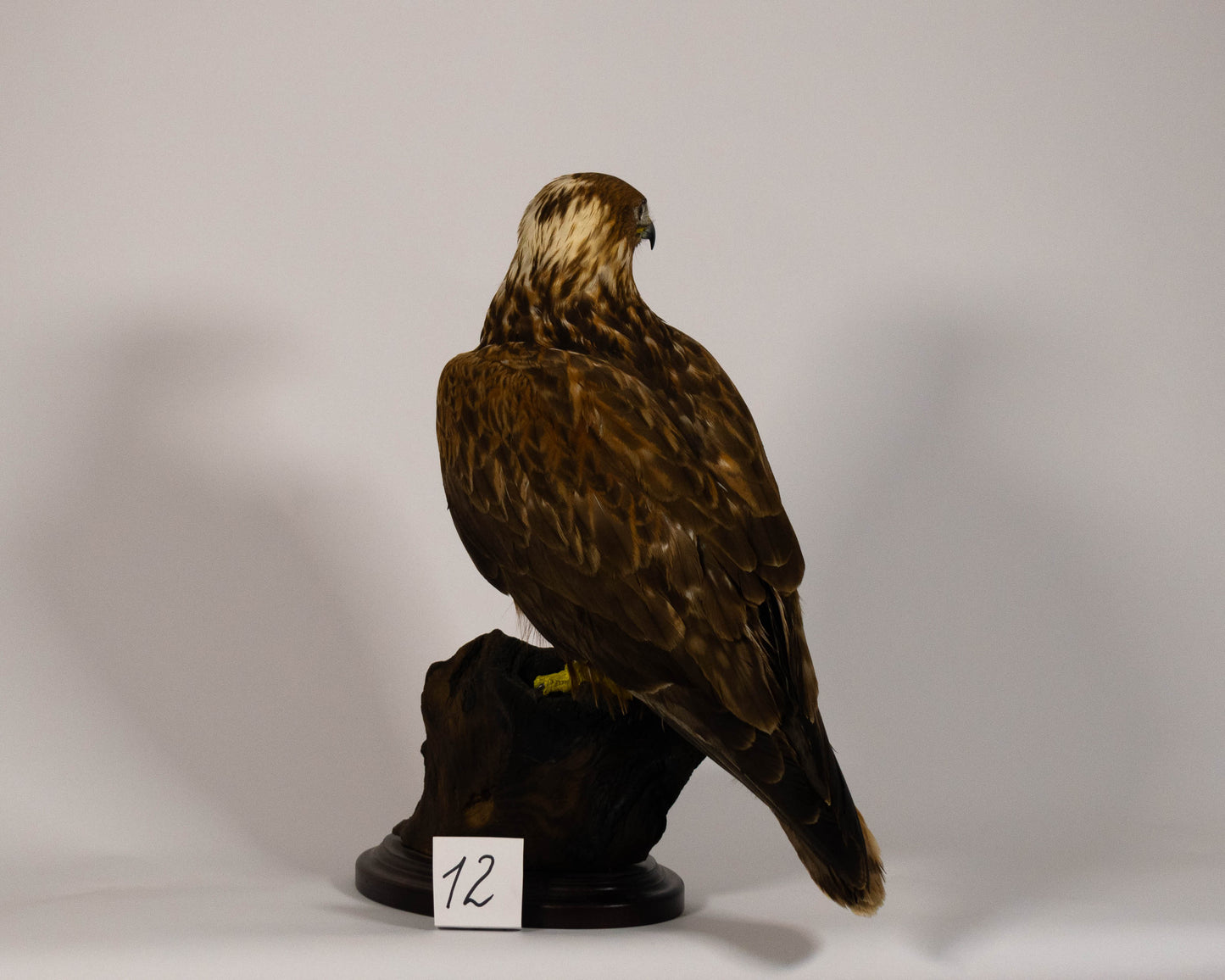 Red Kite Taxidermy Stand Mount For Sale