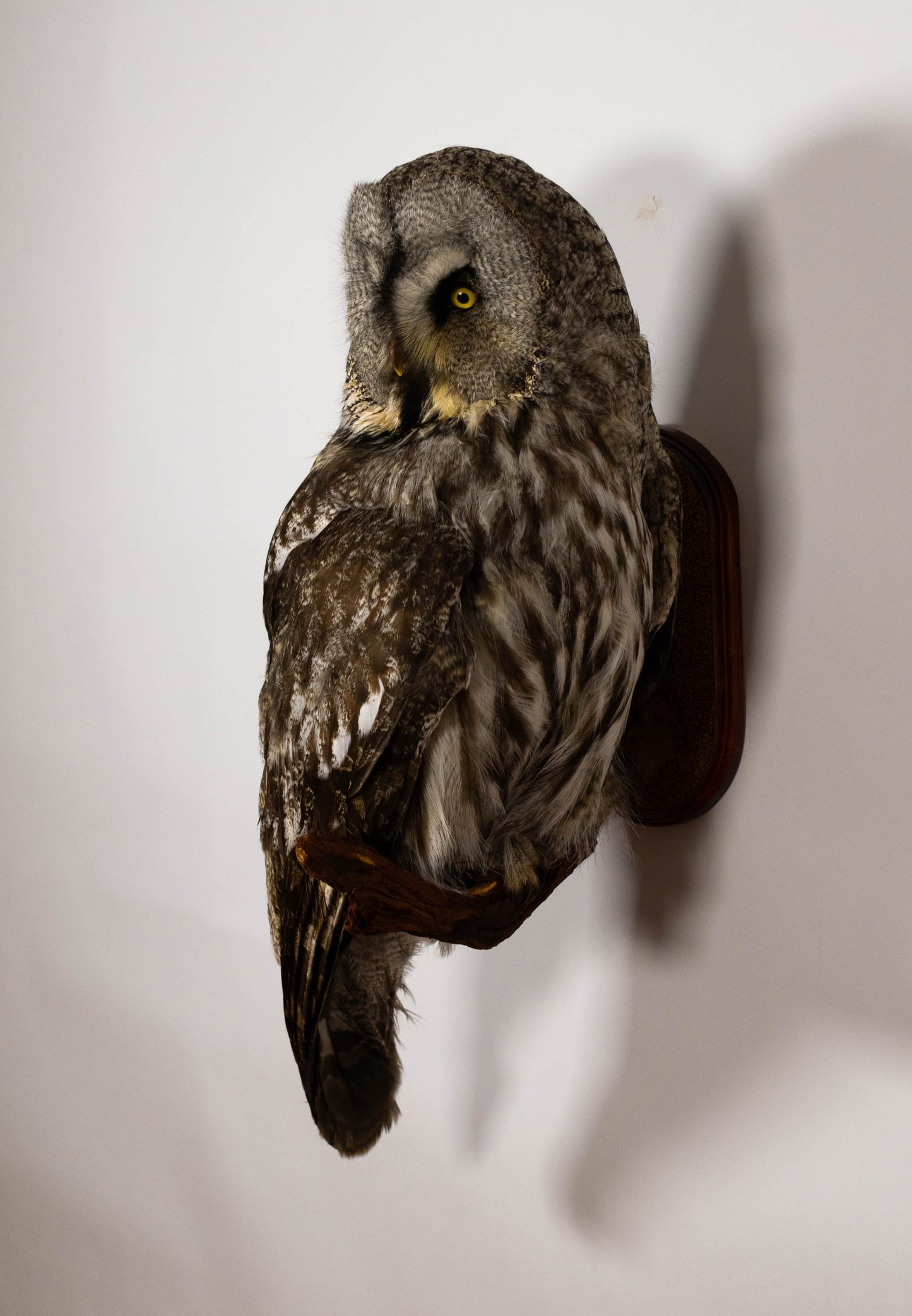 Great Gray Owl Taxidermy Wall Mount For Sale