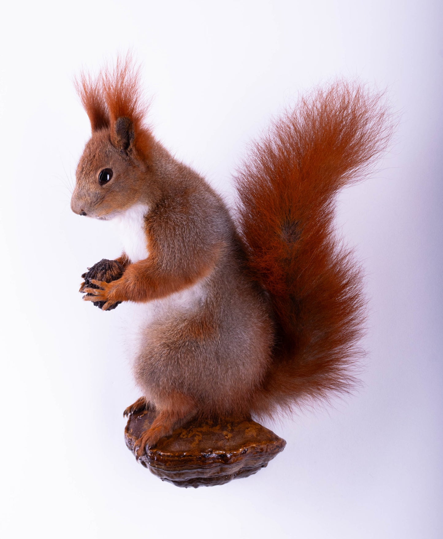 Taxidermie d'écureuil murale à vendre