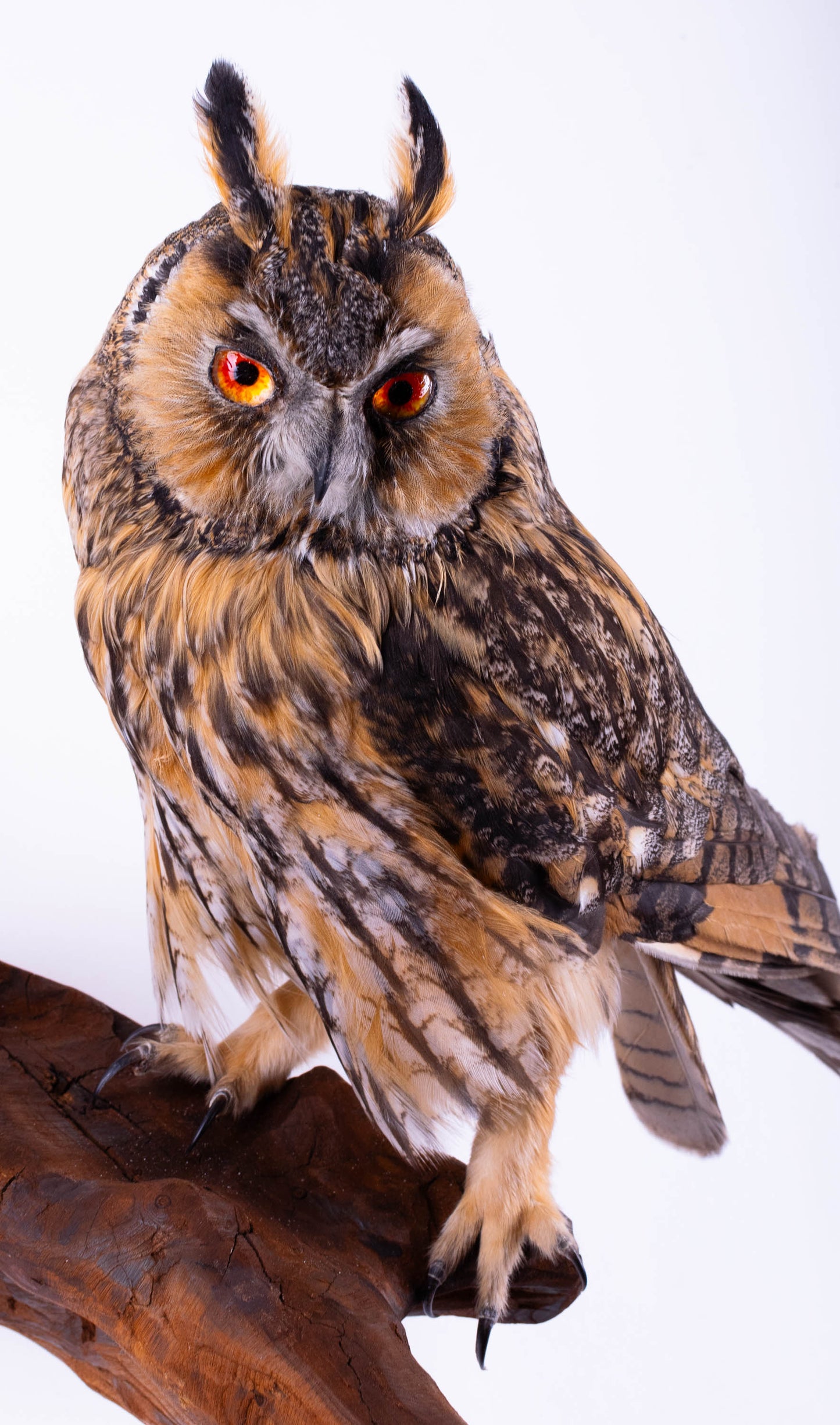 Hibou moyen-duc naturalisé pour fixation murale à vendre