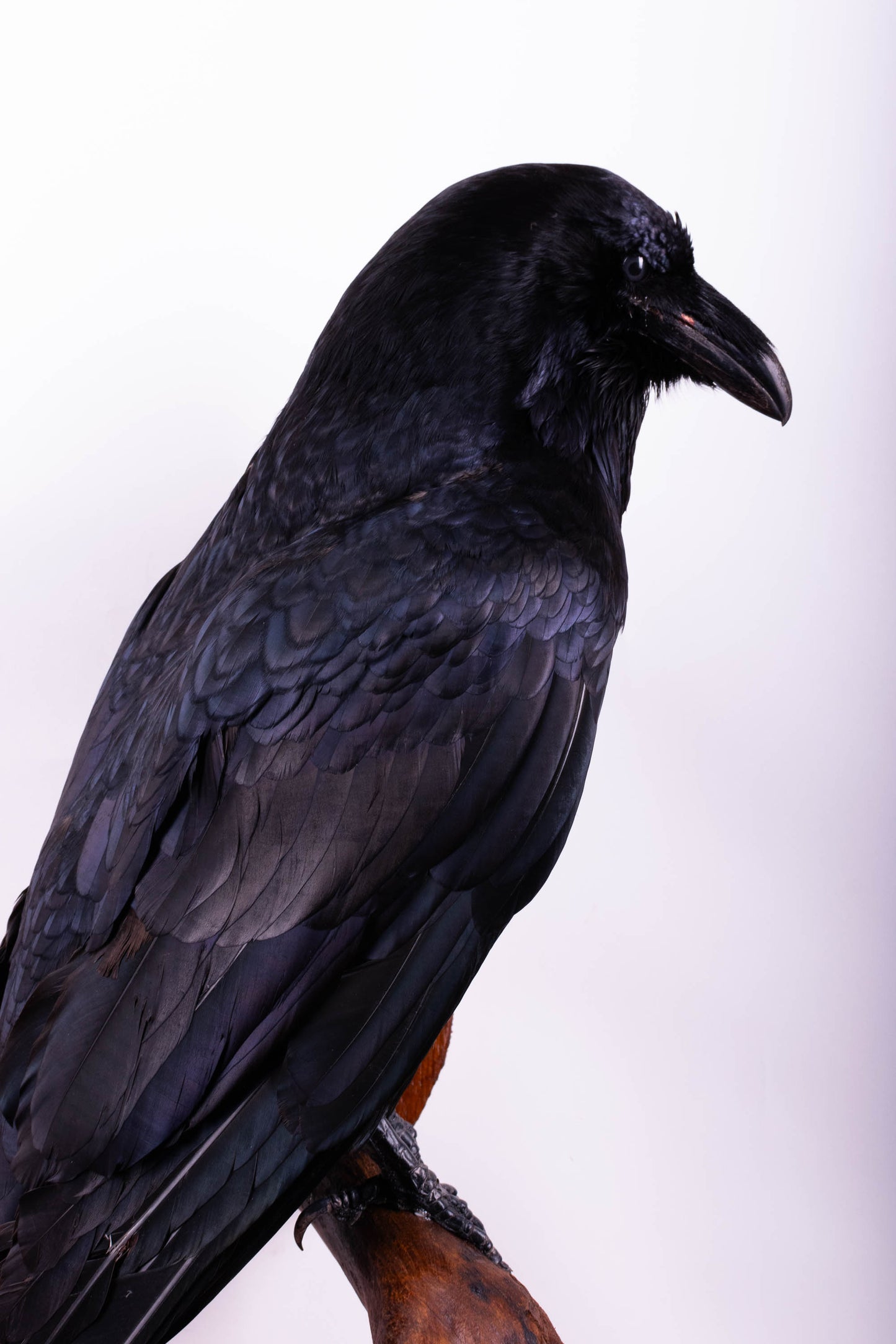 Raven Taxidermy Wall Mount For Sale