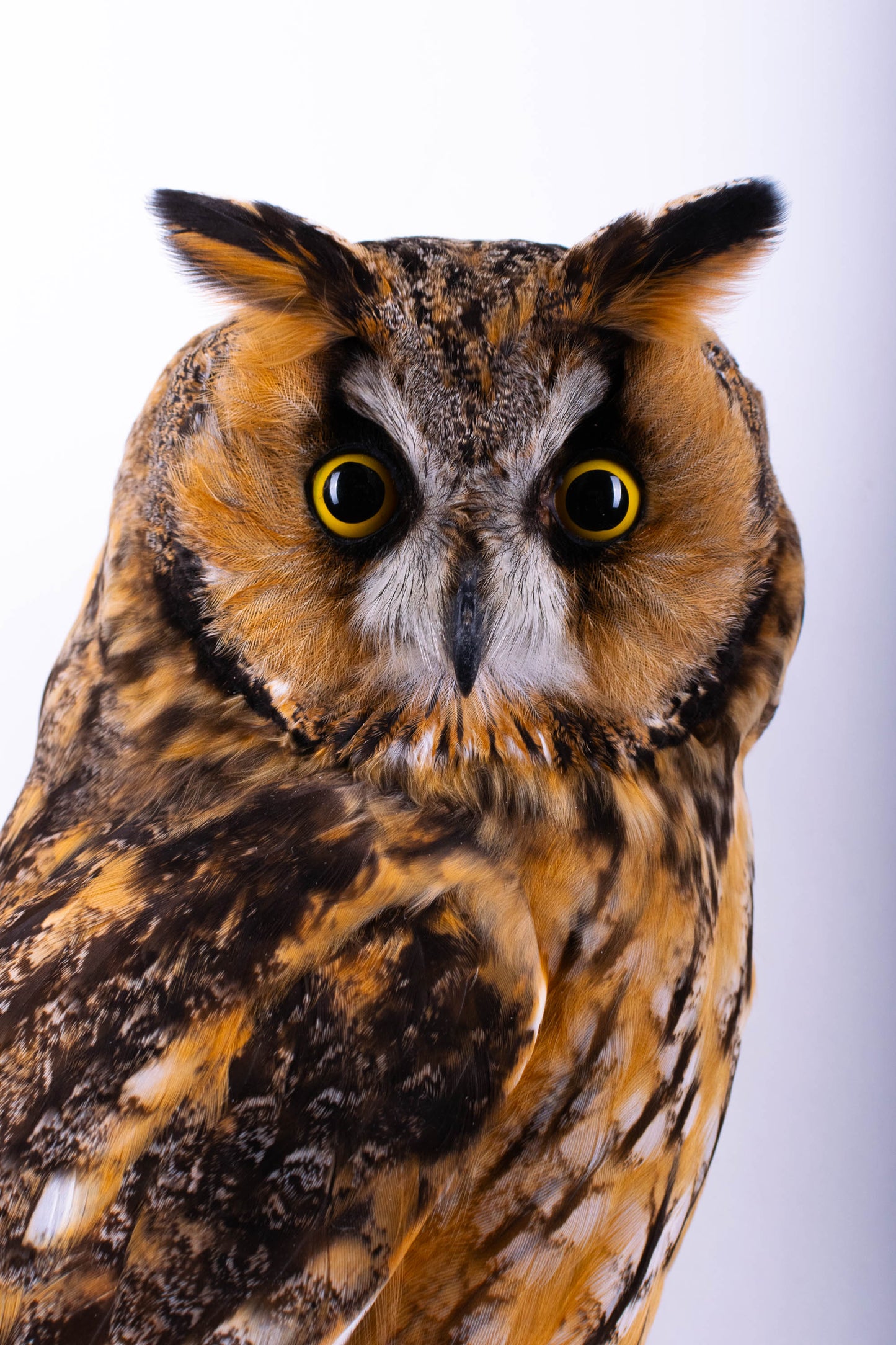 Hibou moyen-duc naturalisé pour fixation murale à vendre