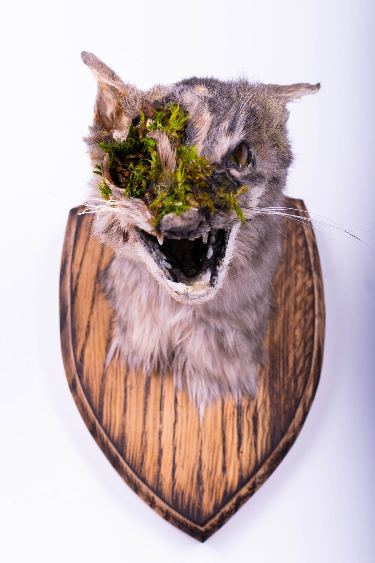 Taxidermie d'écureuil murale à vendre