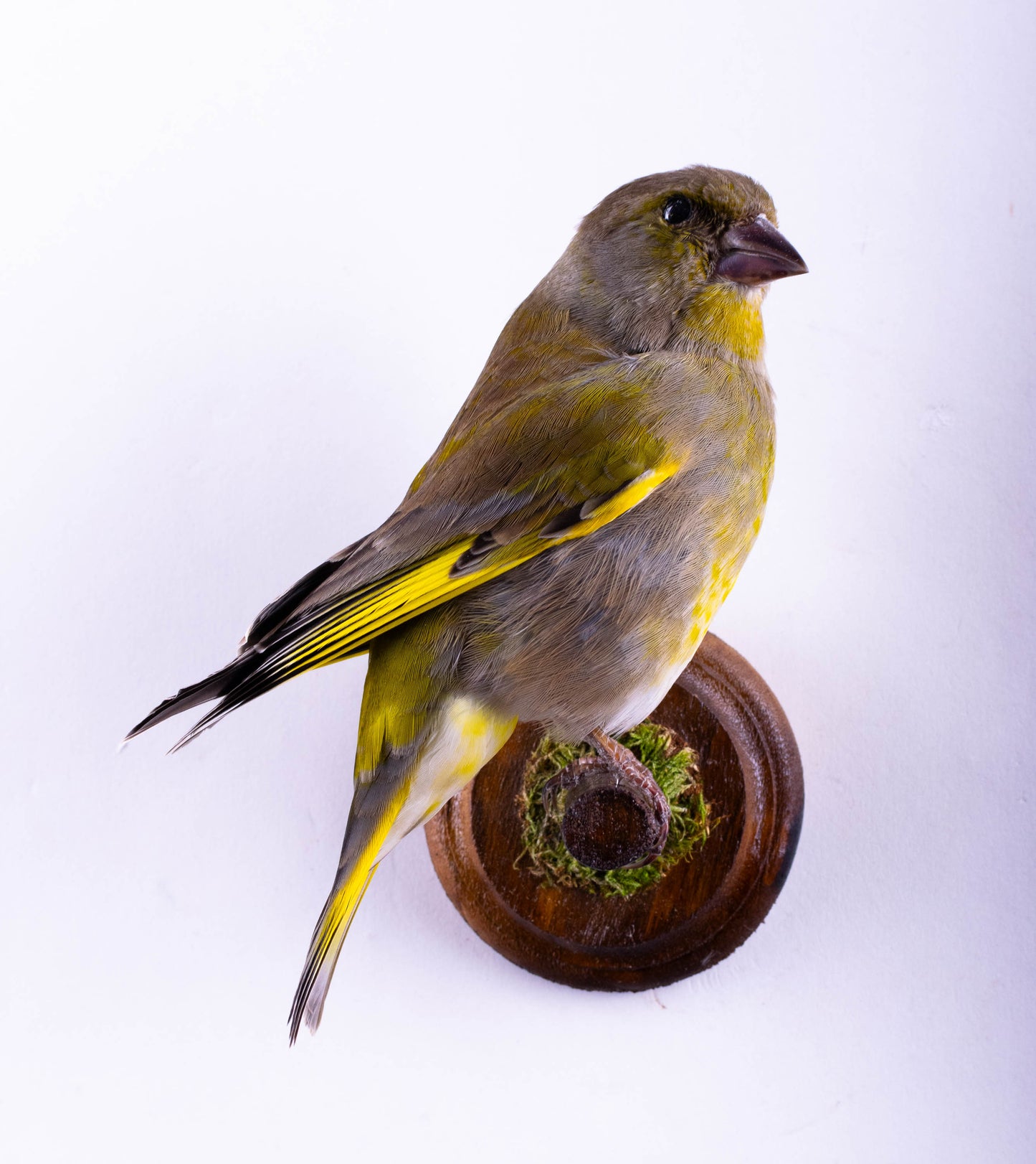 Greenfinch Taxidermy Wall Mount For Sale