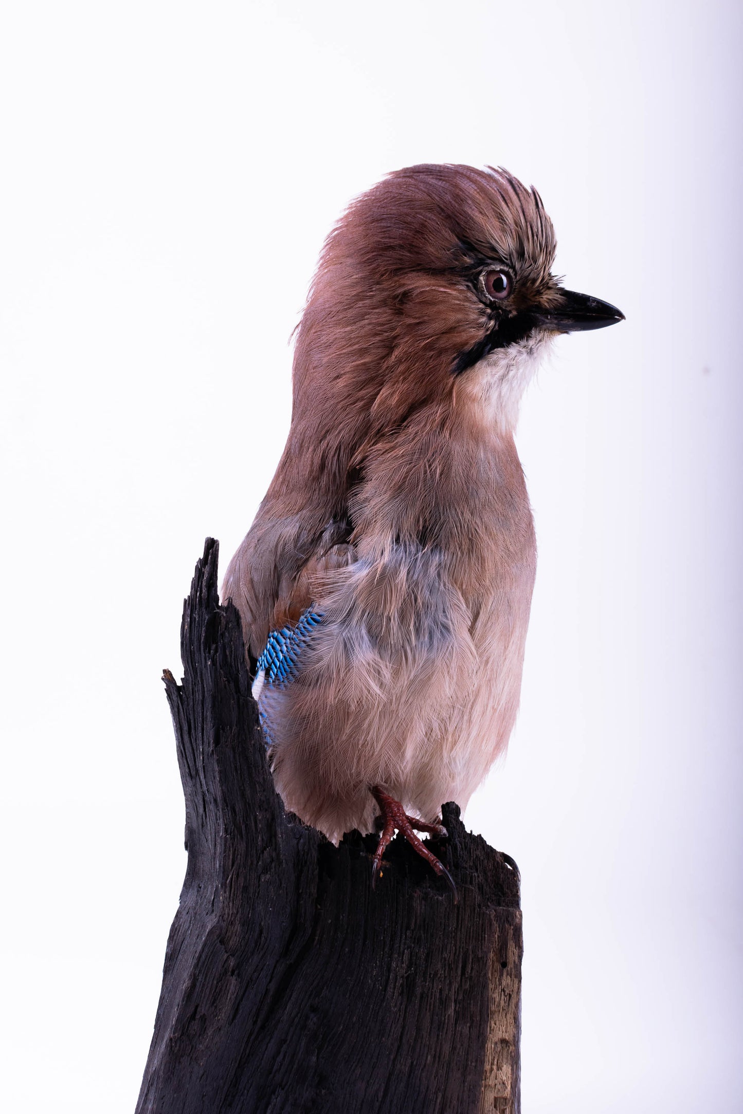 Jay Taxidermy Wall Mount For Sale