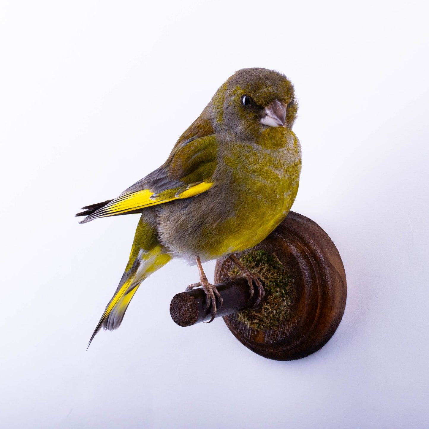 Greenfinch Taxidermy Wall Mount For Sale