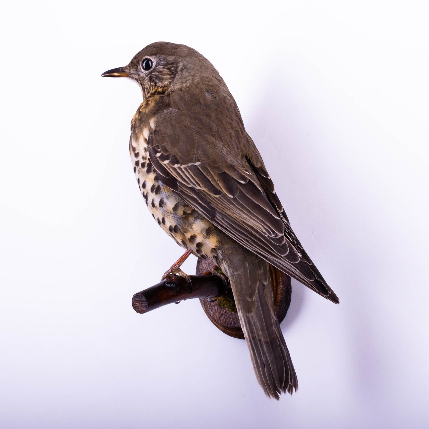 Mistle thrush Taxidermy Wall Mount For Sale