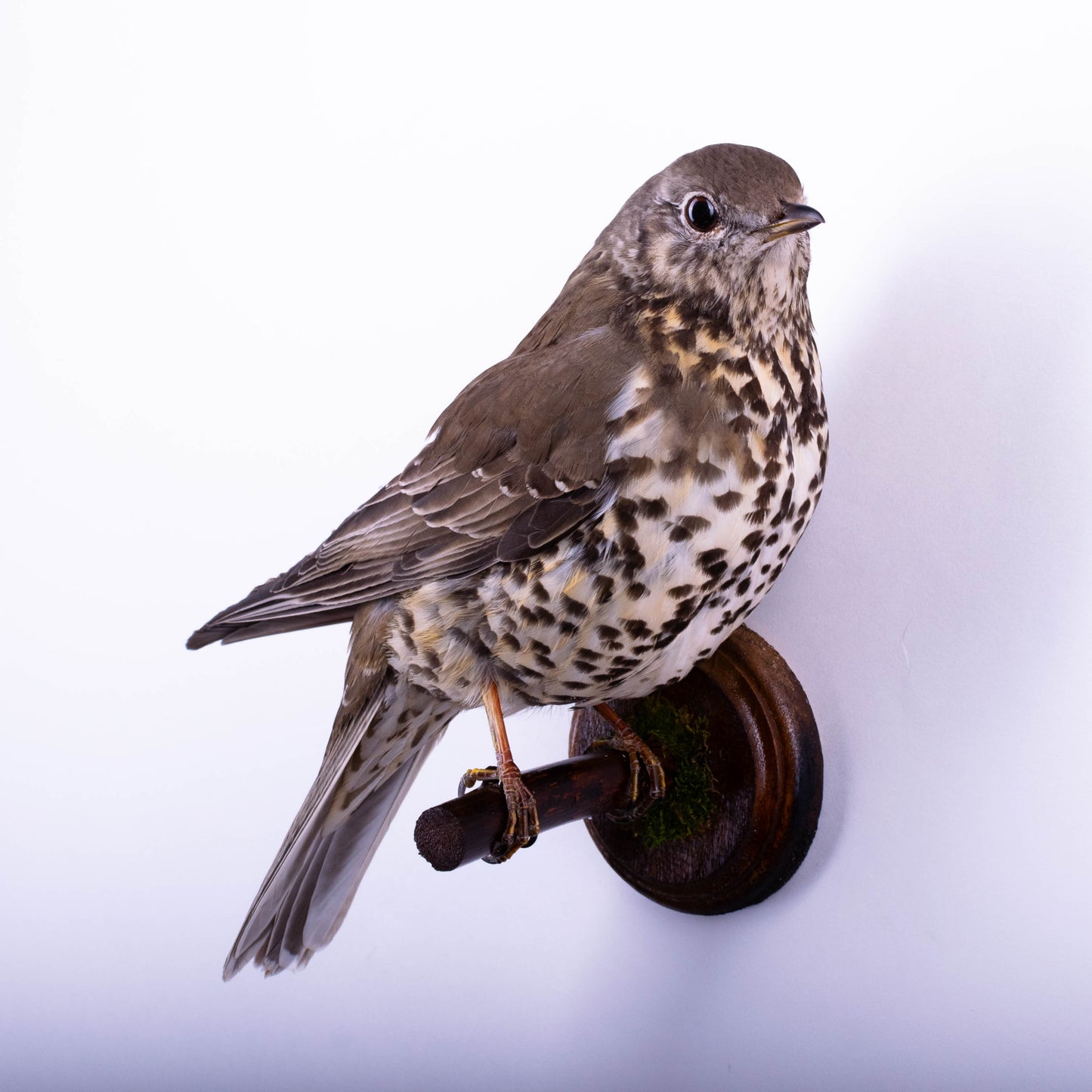 Mistle thrush Taxidermy Wall Mount For Sale