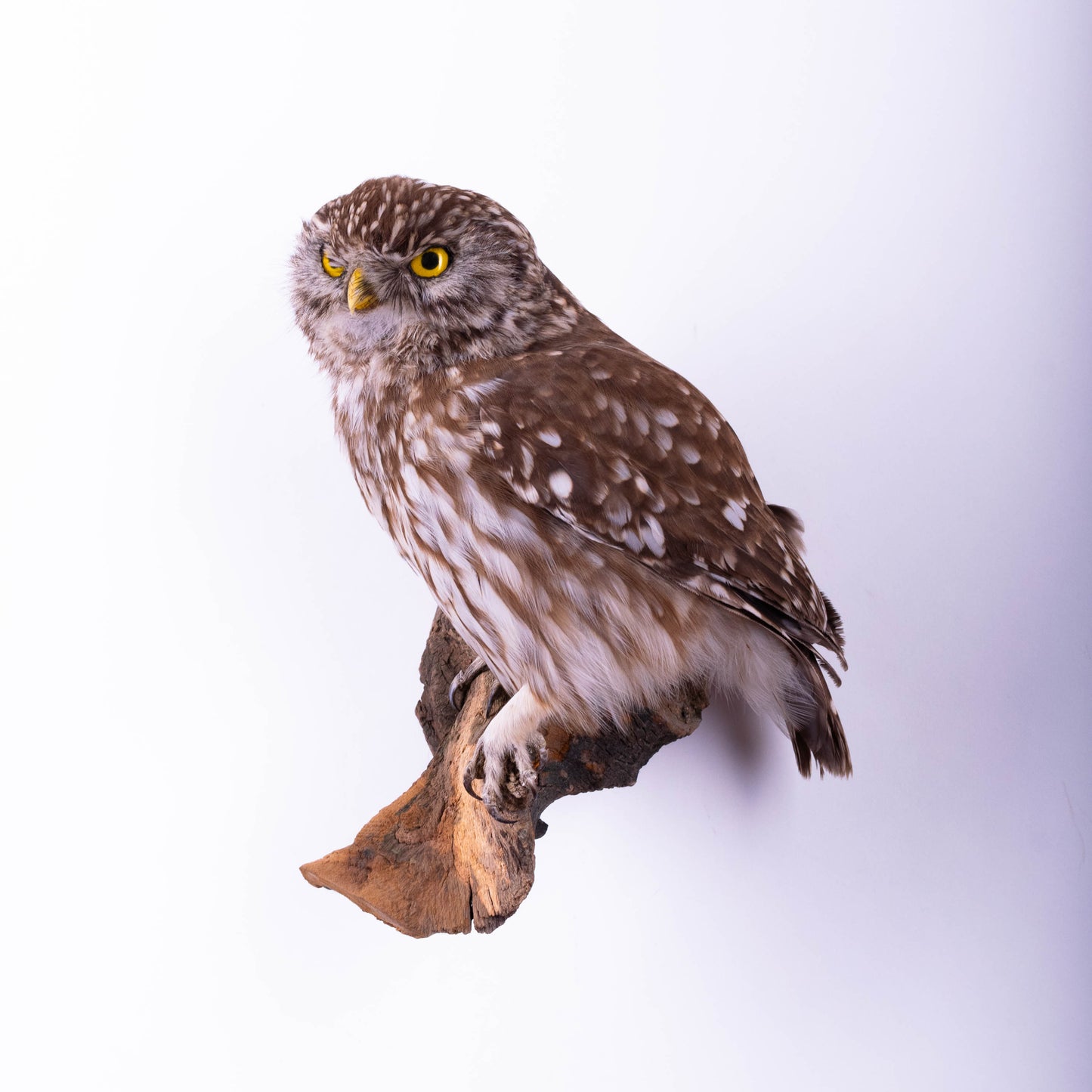 Hibou moyen-duc naturalisé pour fixation murale à vendre