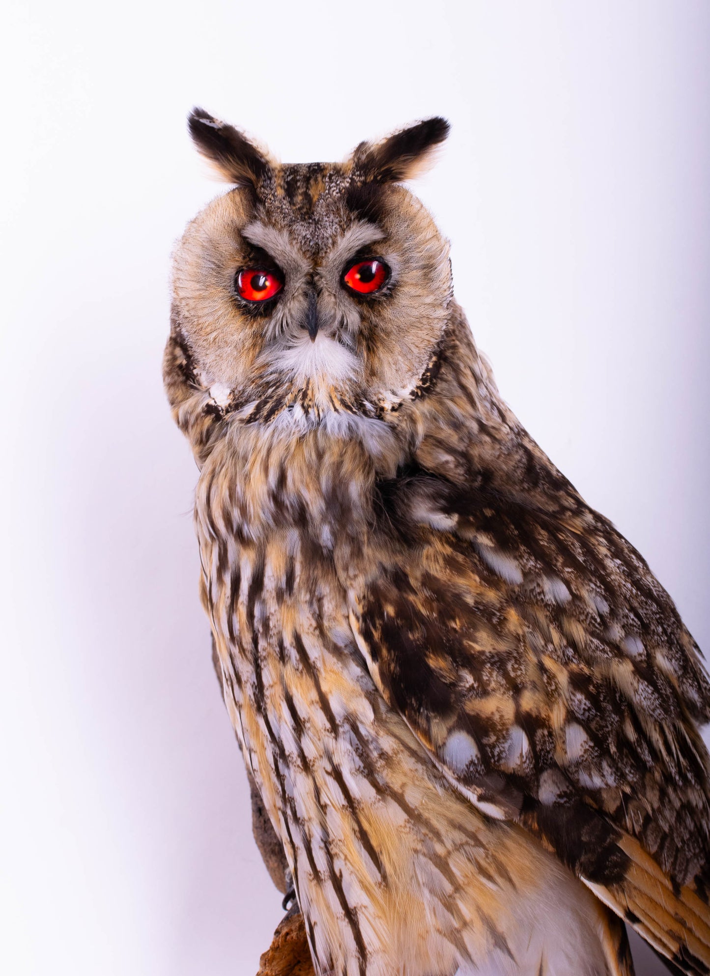 Hibou moyen-duc naturalisé pour fixation murale à vendre