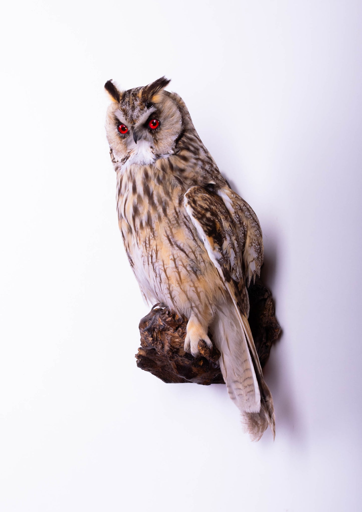Hibou moyen-duc naturalisé pour fixation murale à vendre