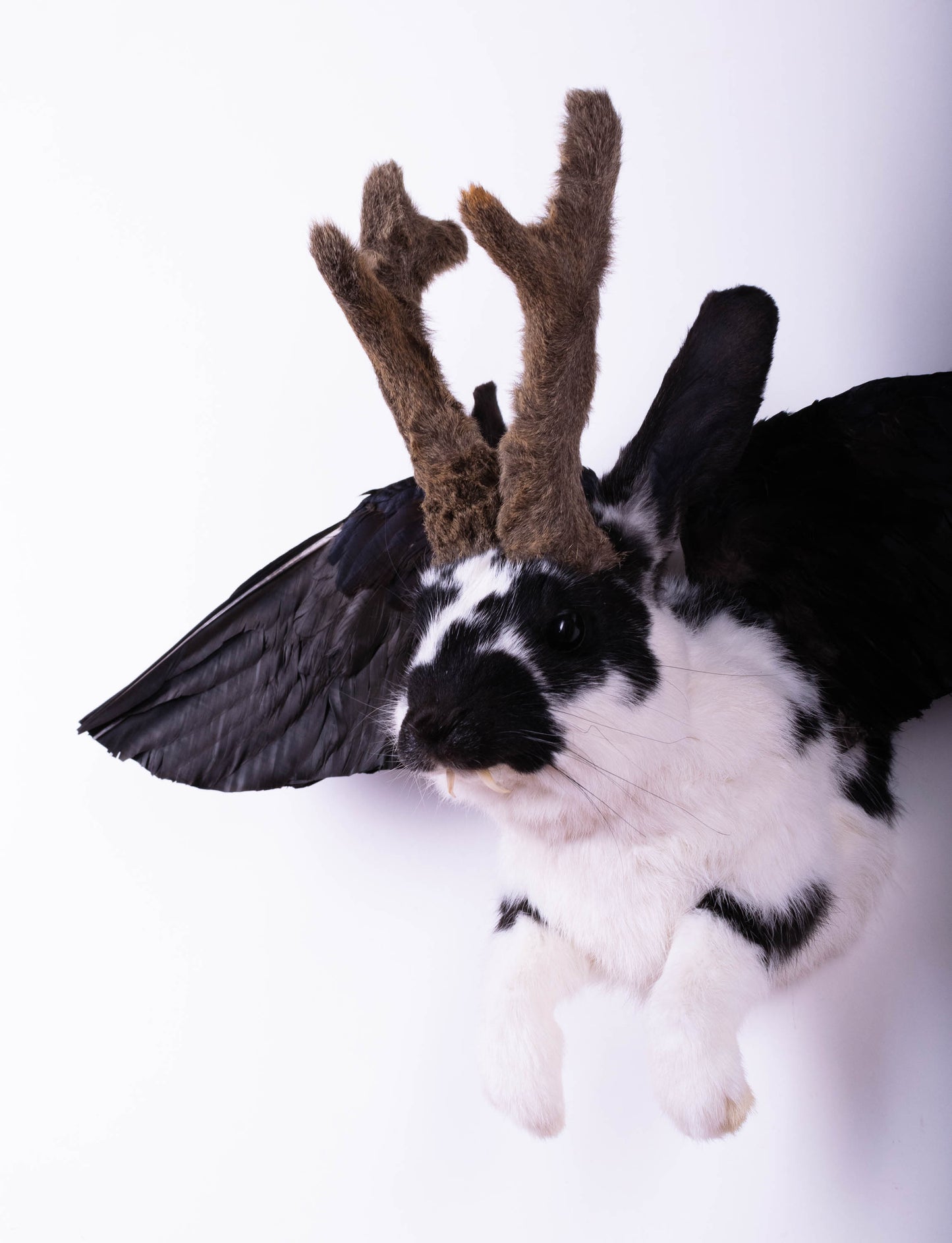Taxidermie d'écureuil murale à vendre