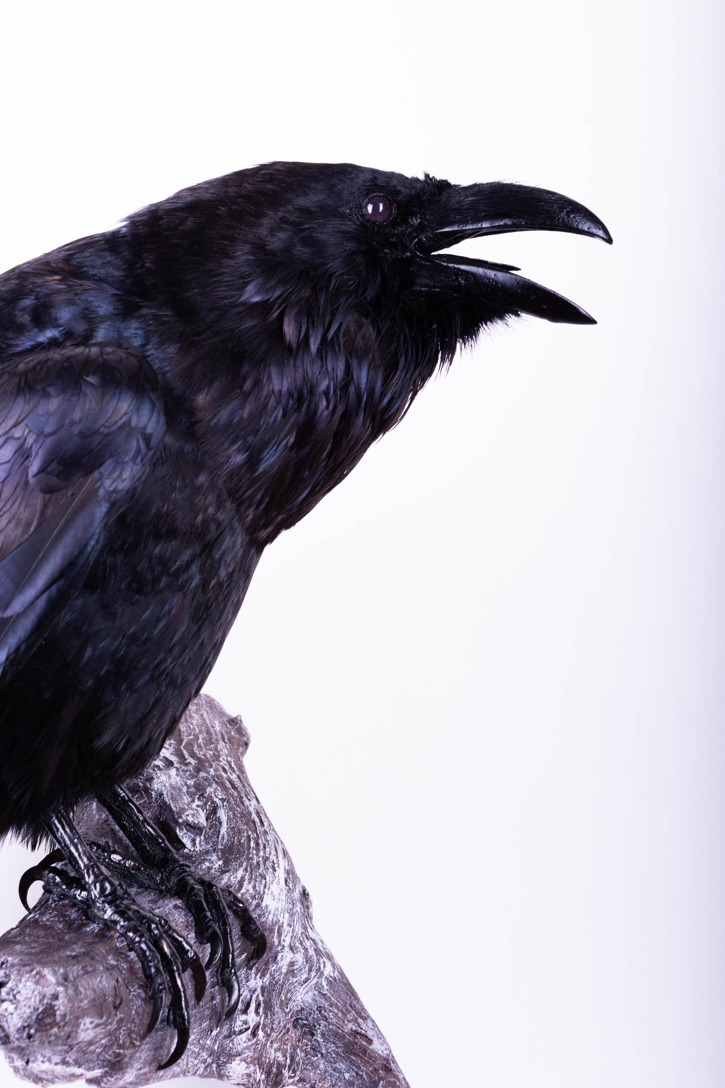 Raven Taxidermy Wall Mount For Sale