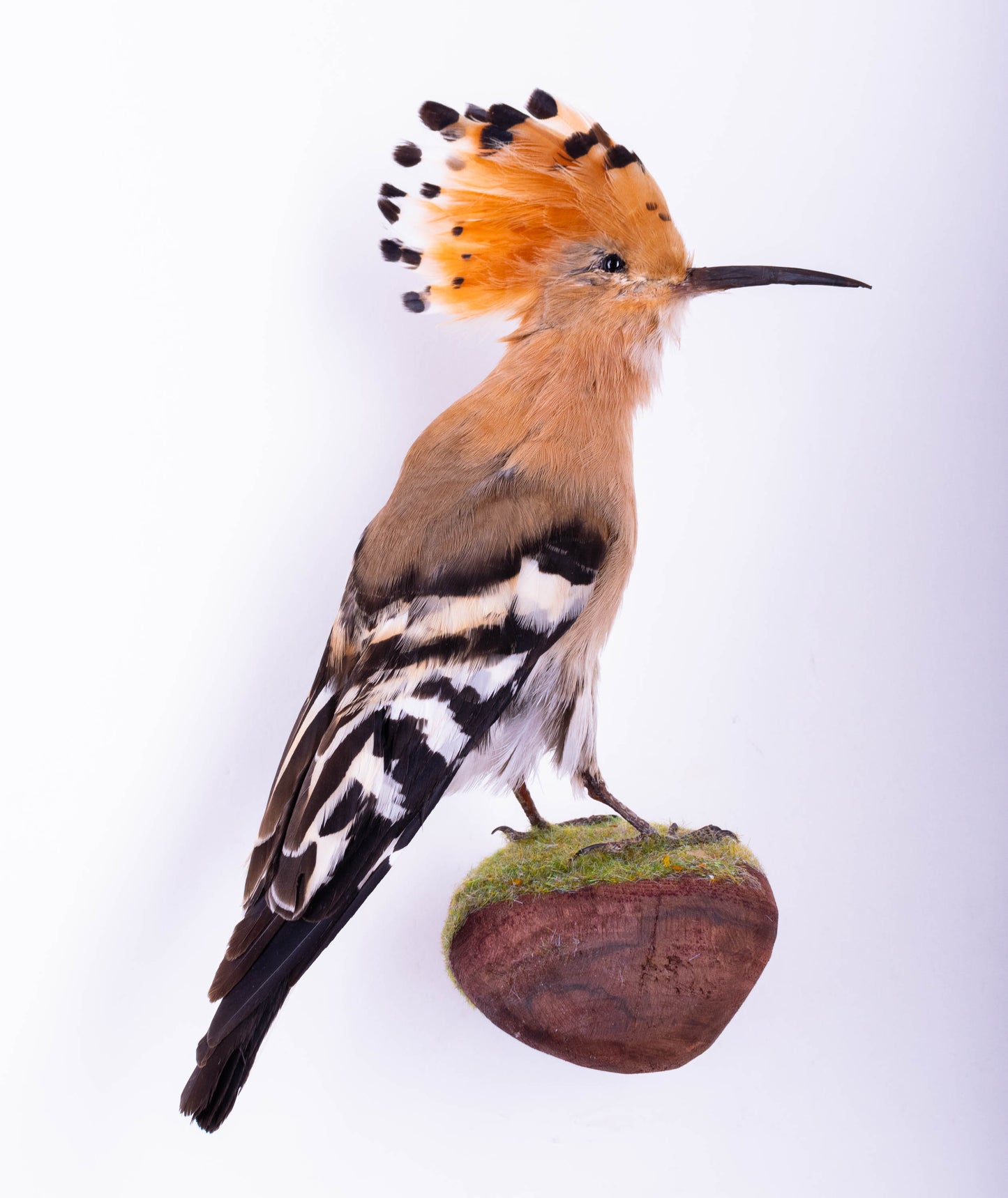 Hoopoe Taxidermy Wall Mount For Sale