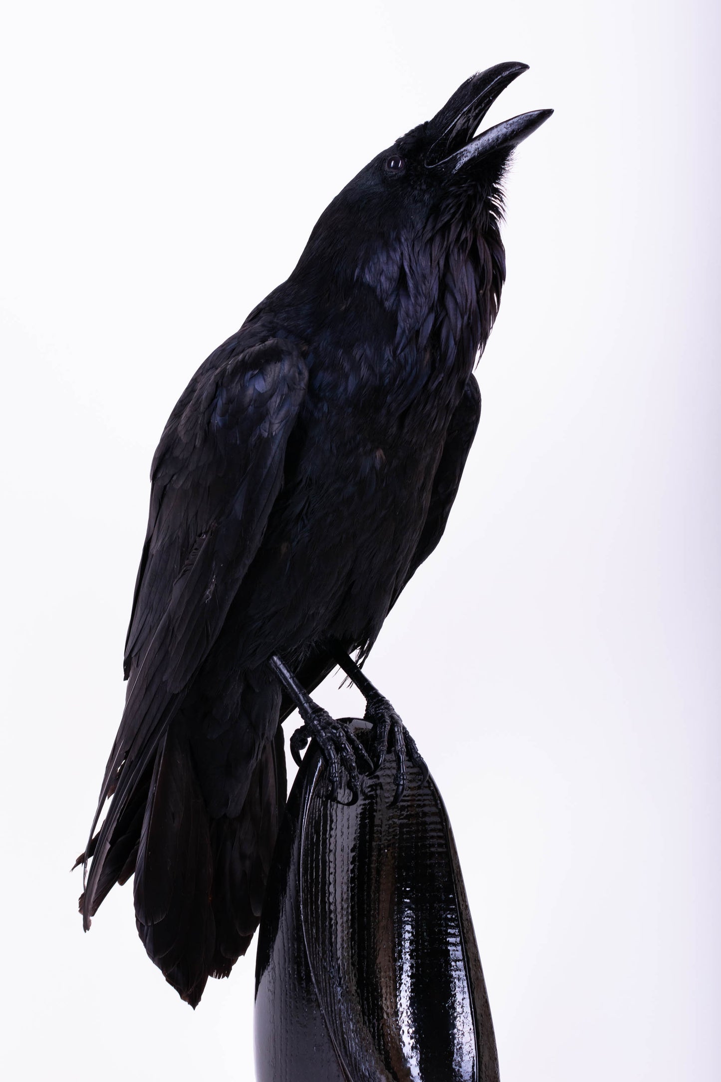 Raven Taxidermy Stand Mount For Sale