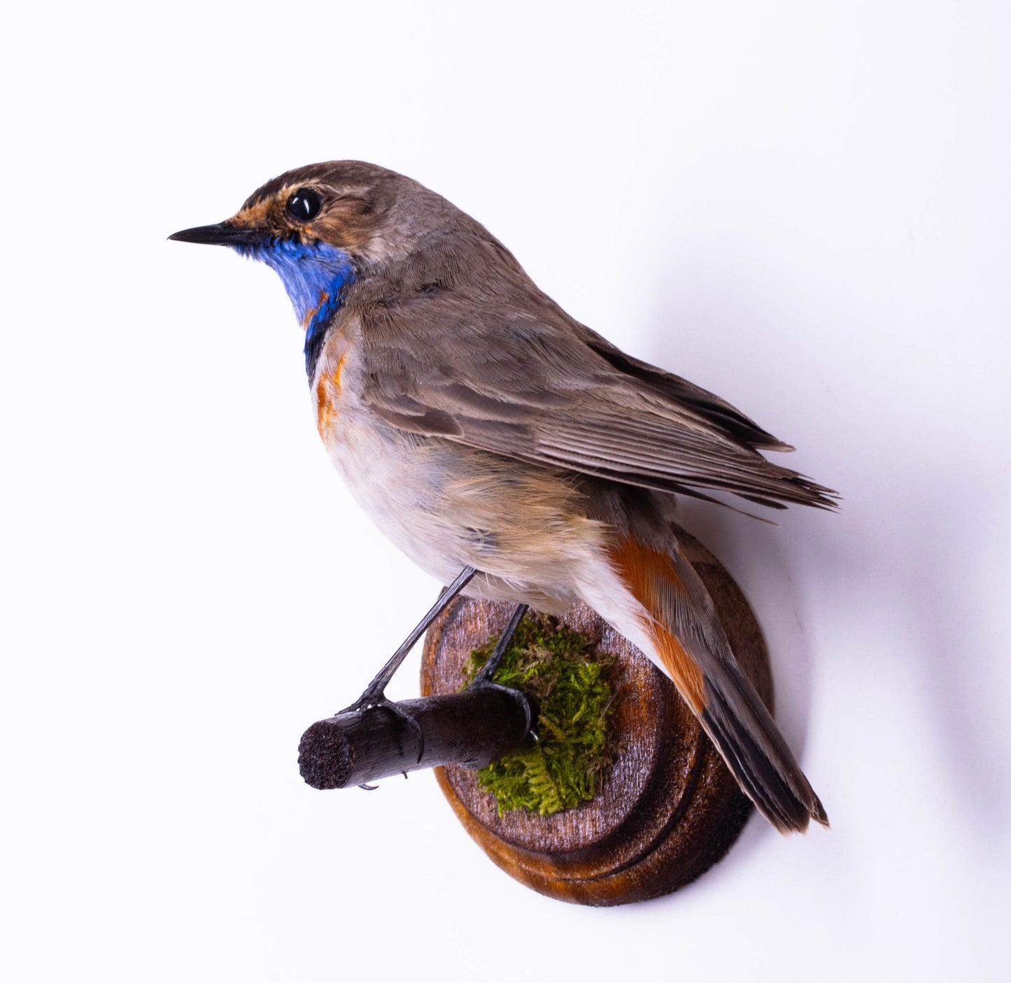 Pic épeiche naturalisé (montage mural) à vendre