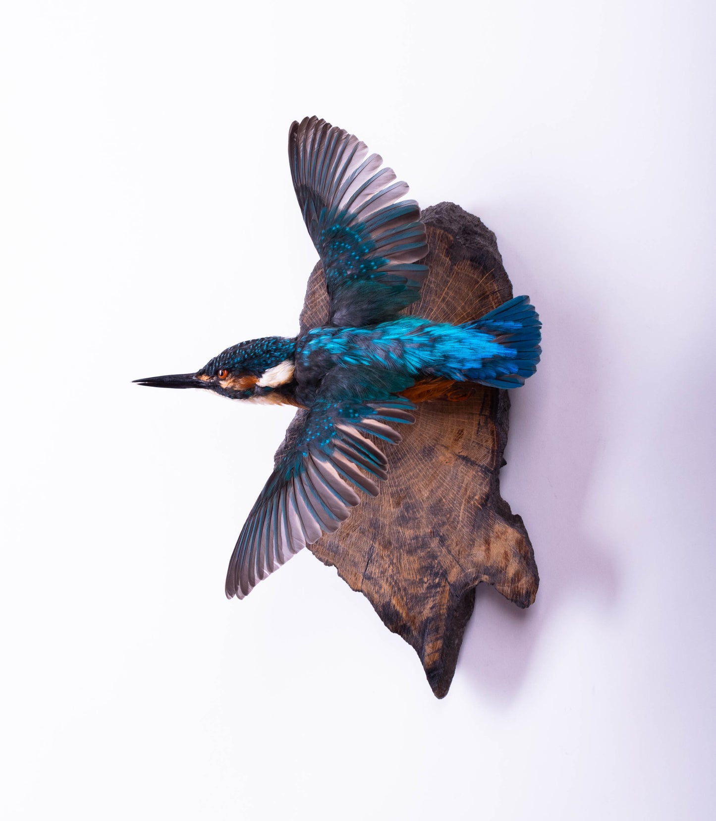 Kingfisher Taxidermy Wall Mount For Sale