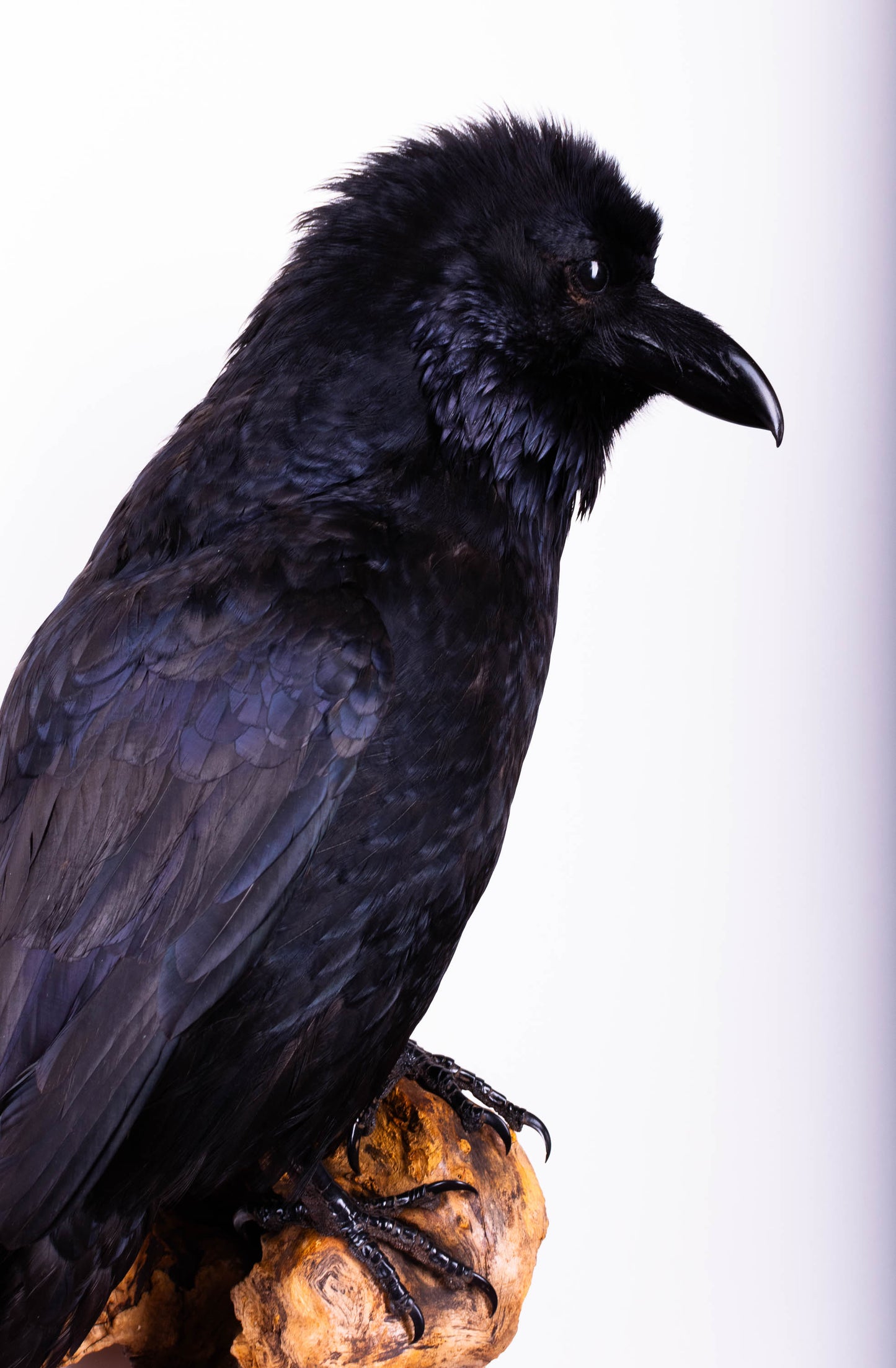Raven Taxidermy Wall Mount For Sale