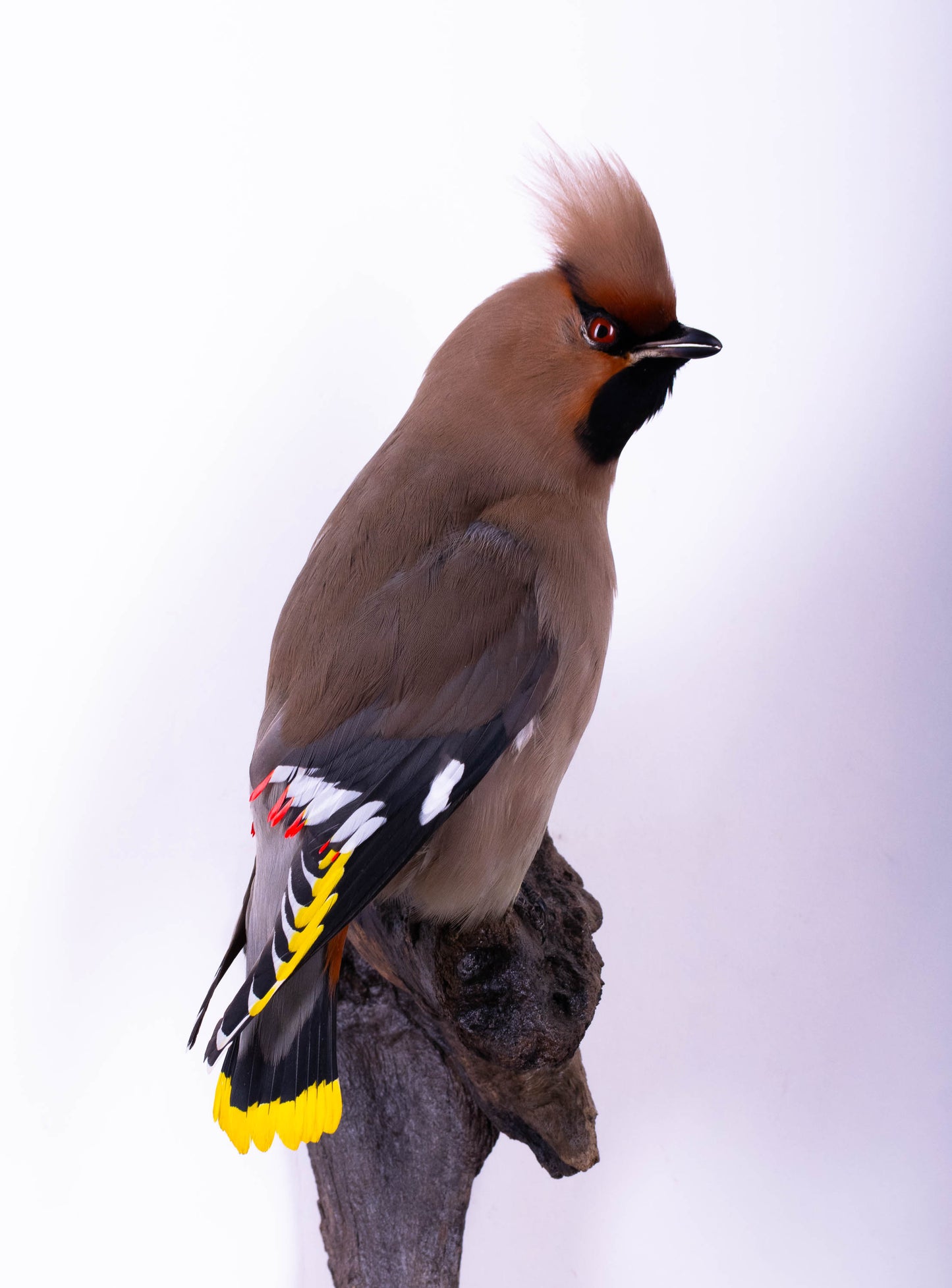 Waxwing Taxidermy Wall Mount For Sale