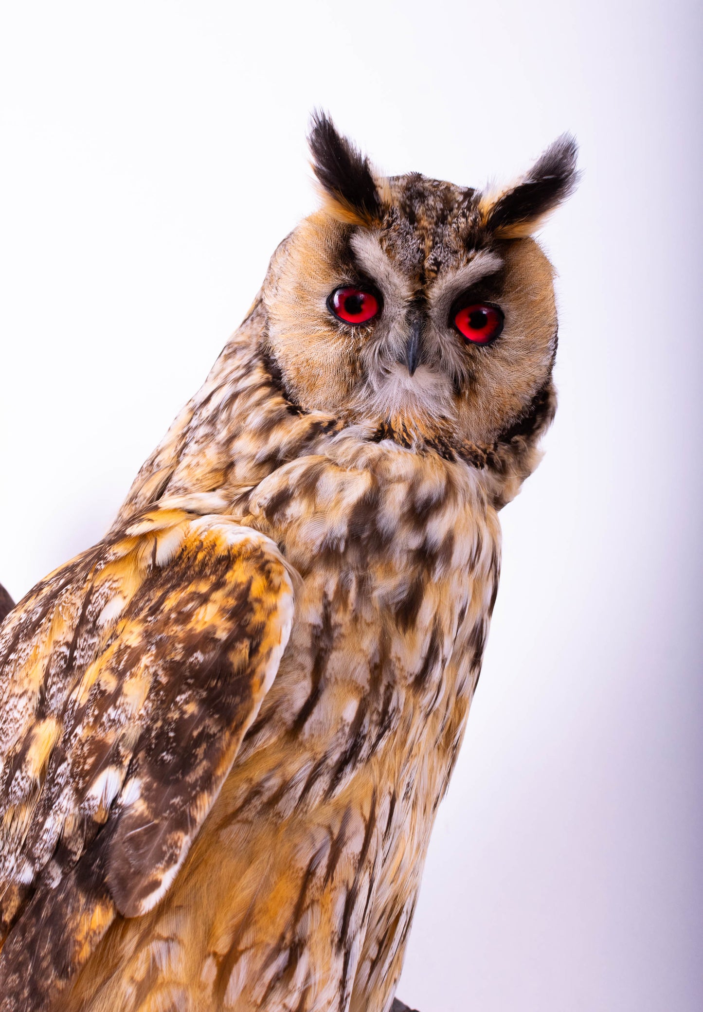 Long-eared Owl Taxidermy Wall Mount For Sale