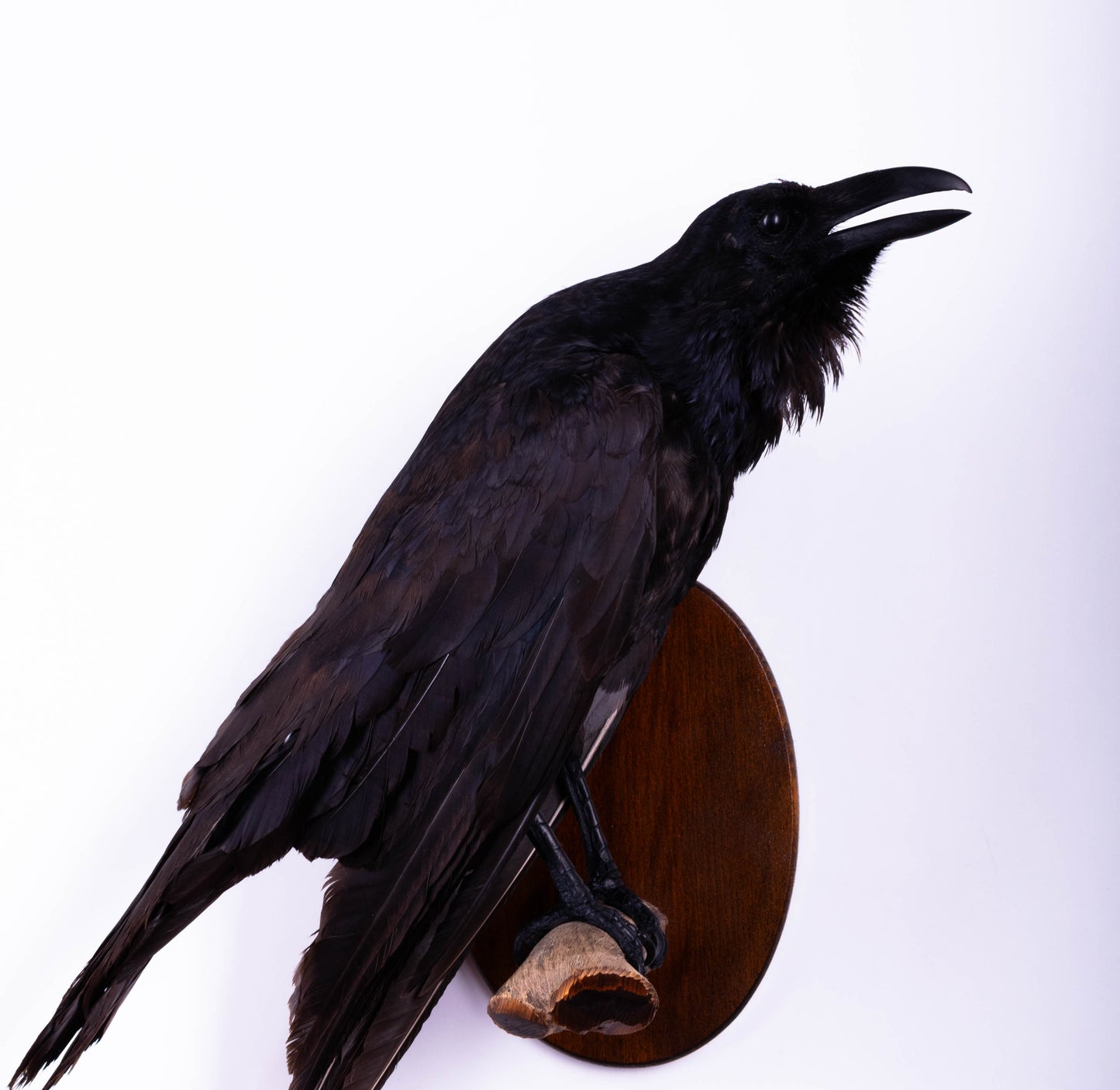 Raven Taxidermy Wall Mount For Sale