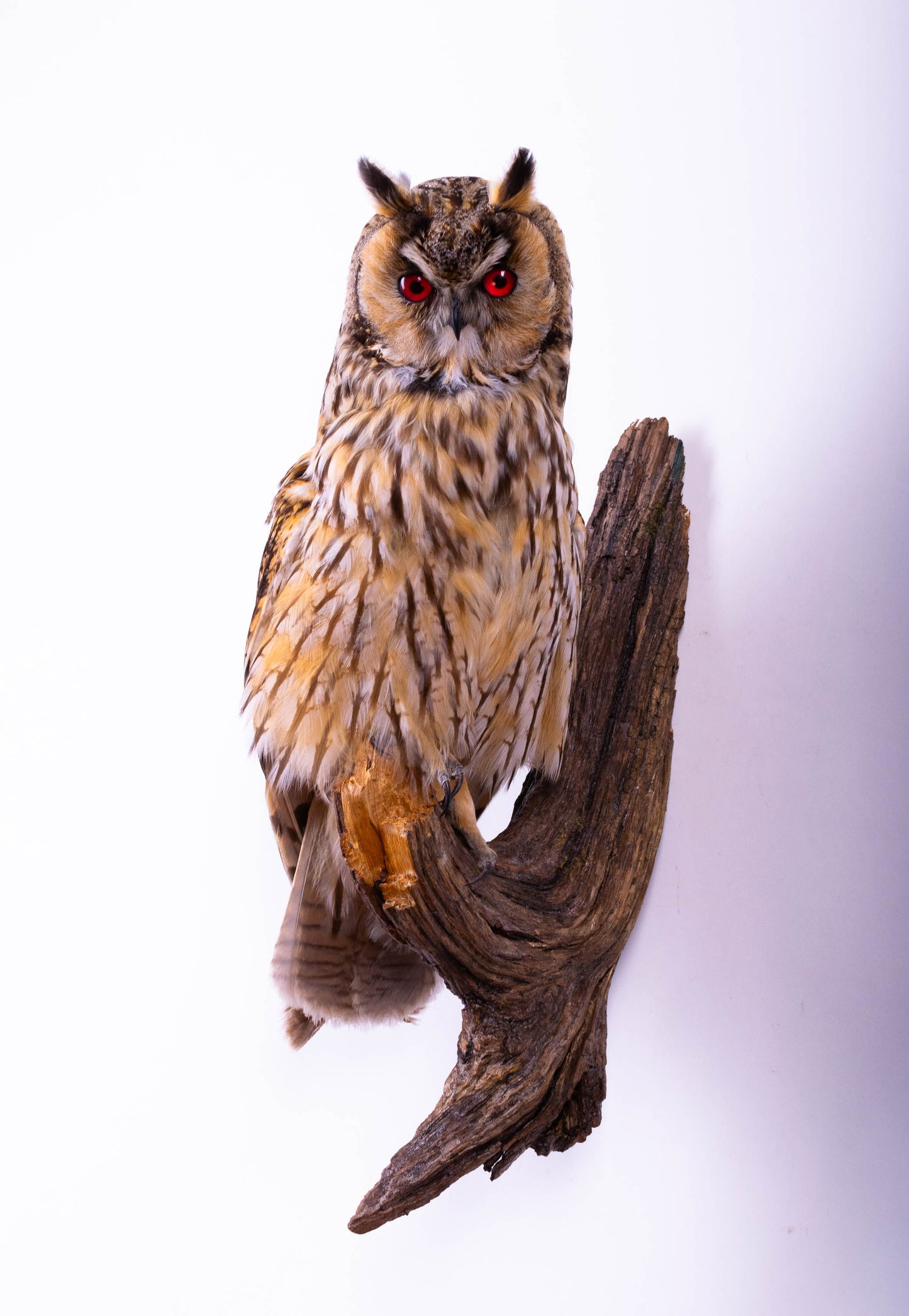 Hibou moyen-duc naturalisé pour fixation murale à vendre