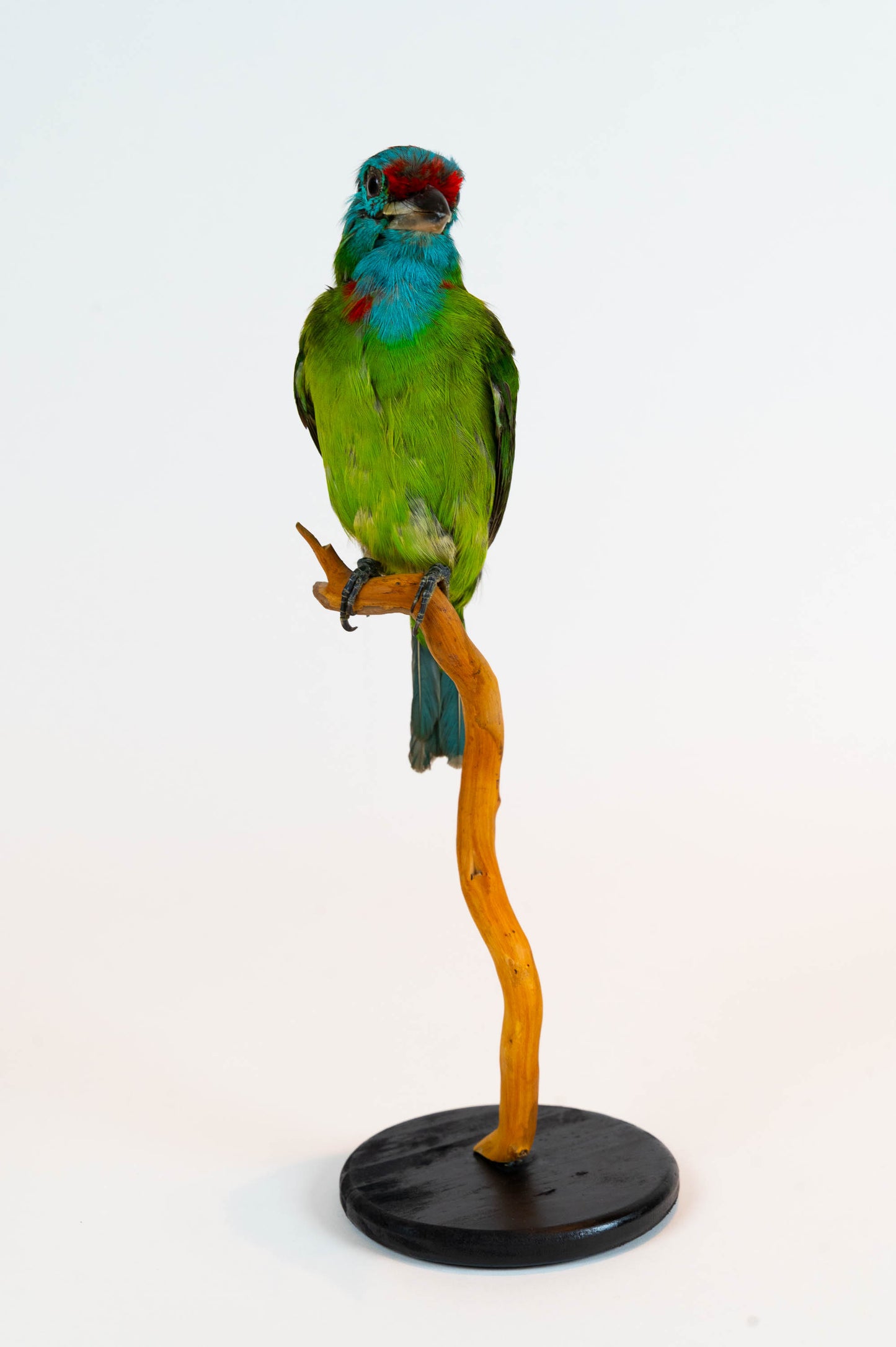 Mésange Charbonnière Empaillée Murale À Vendre