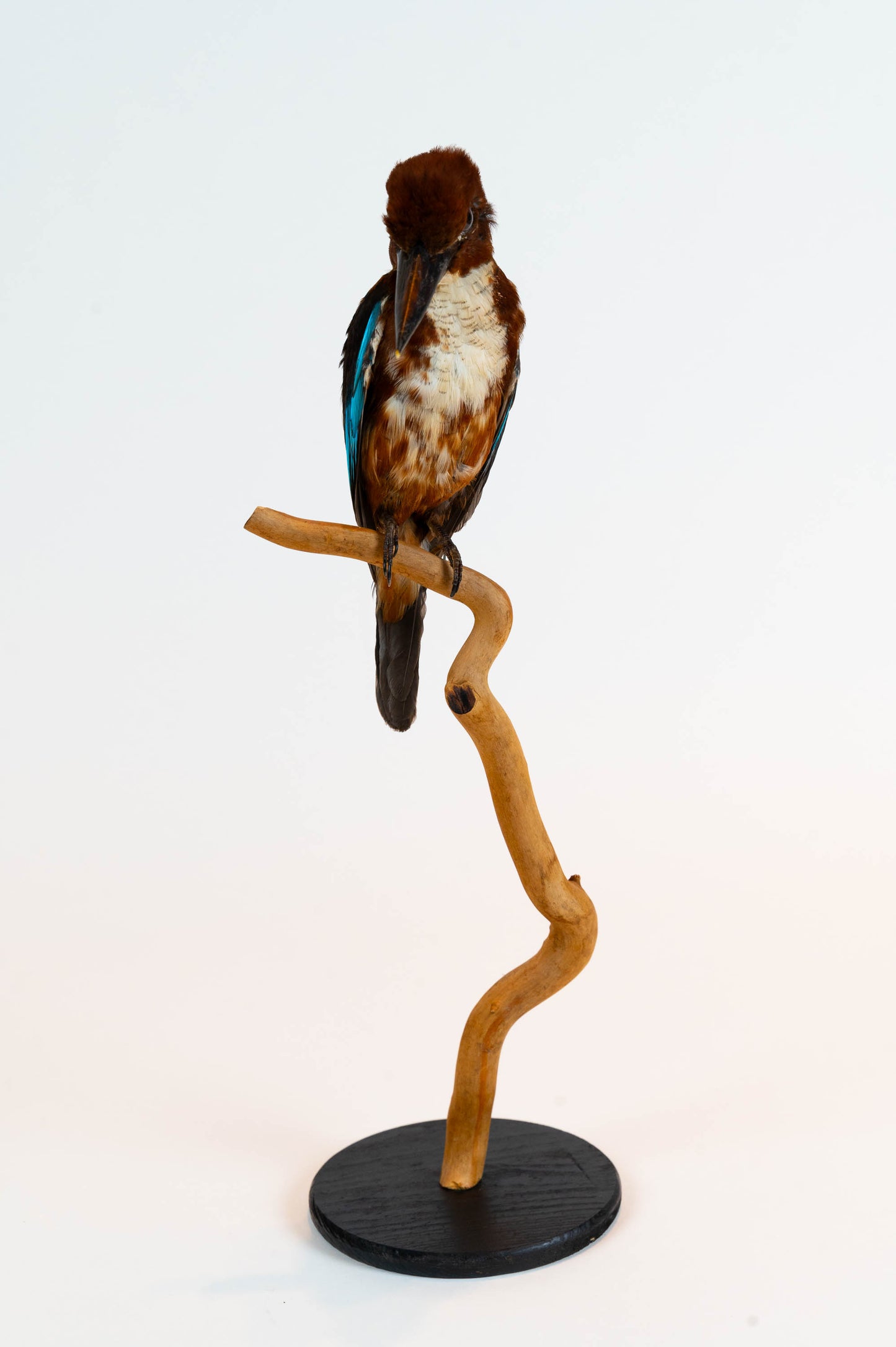 Mésange Charbonnière Empaillée Murale À Vendre