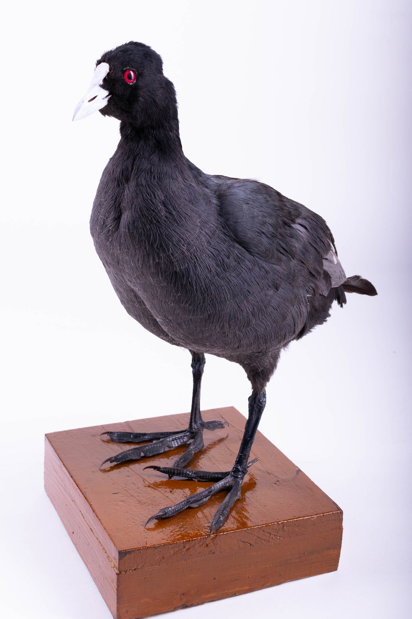 Australian Coot Taxidermy Stand Mount For Sale