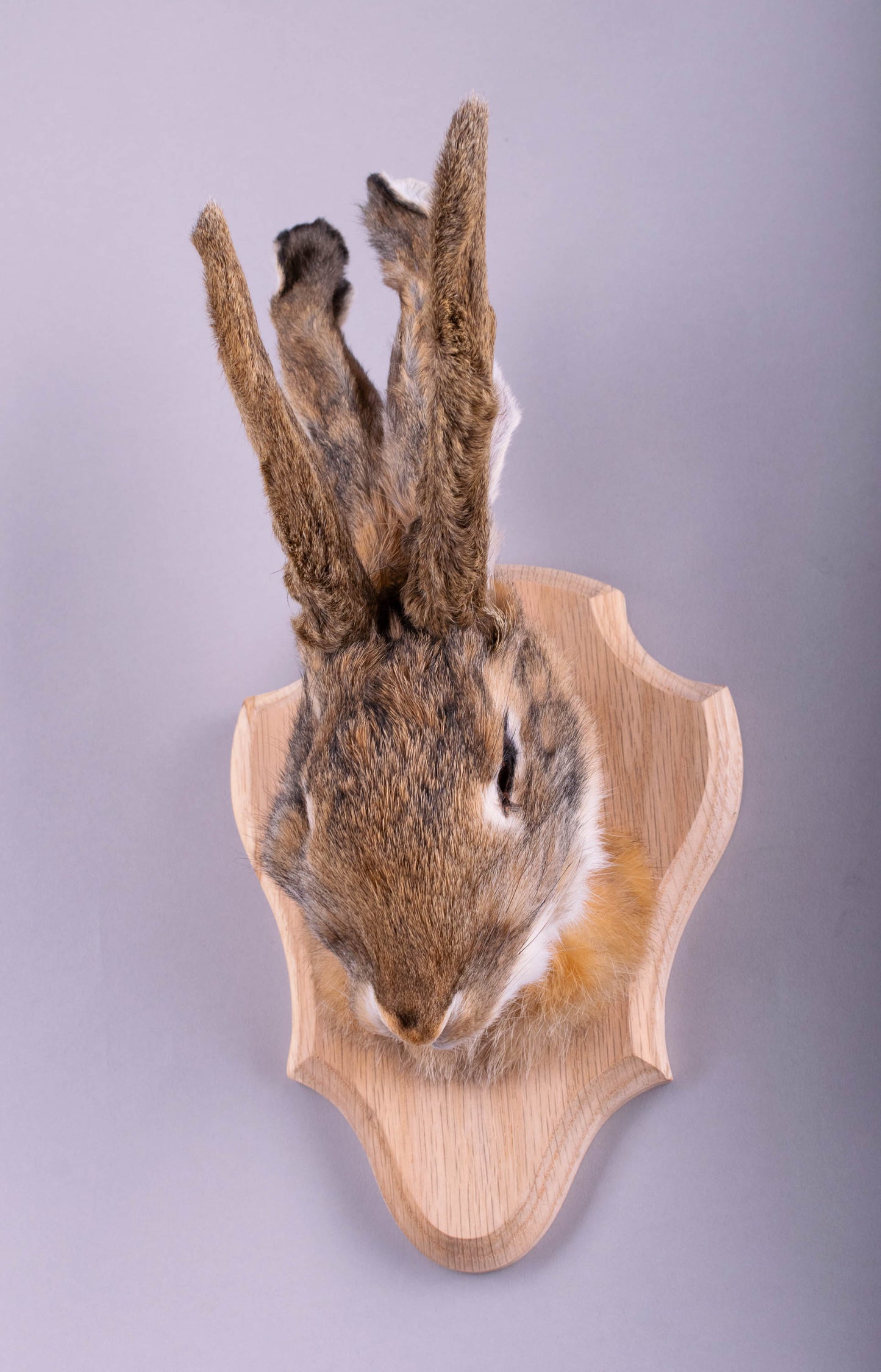 Taxidermie d'écureuil murale à vendre
