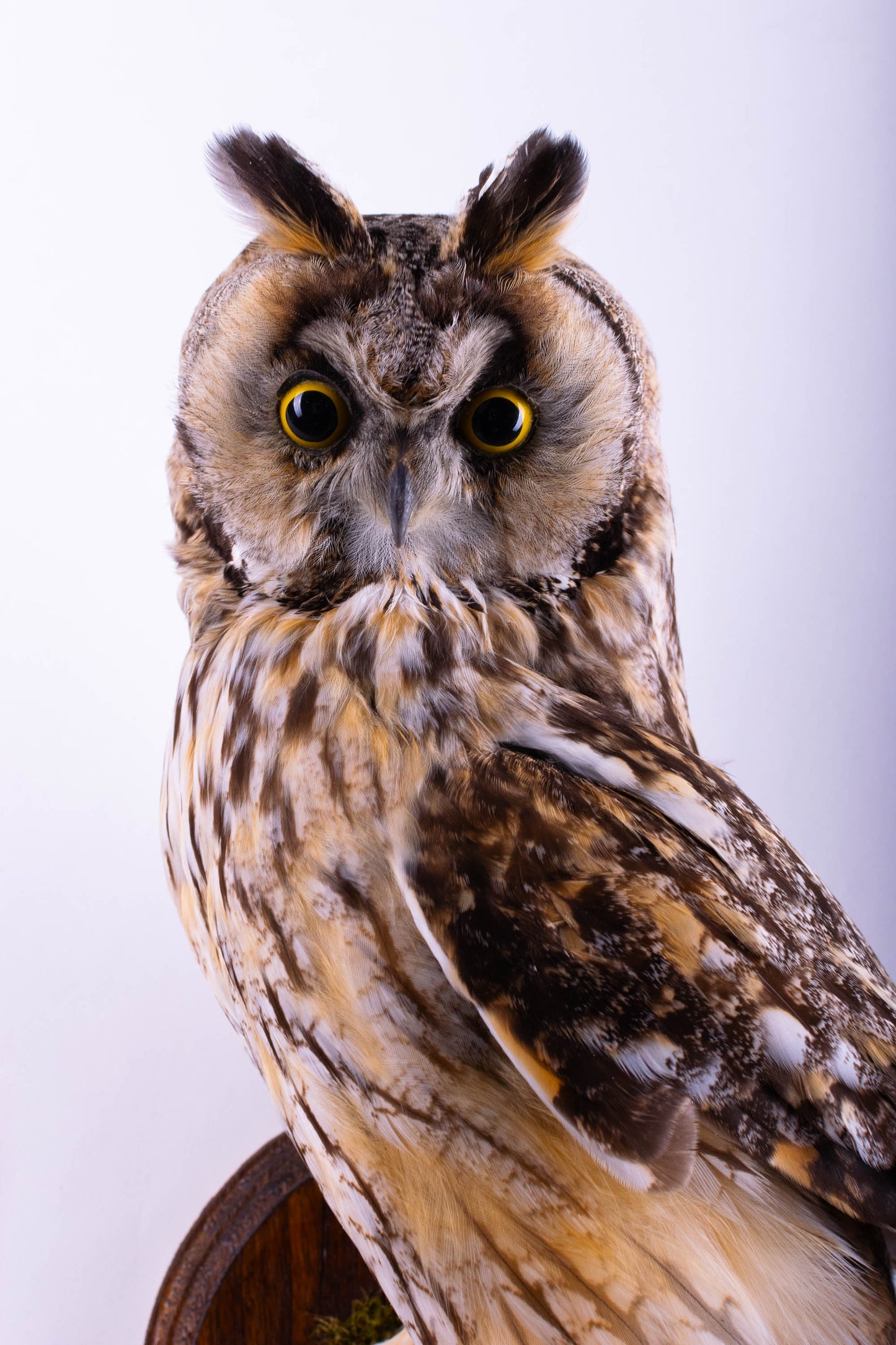 Hibou moyen-duc naturalisé pour fixation murale à vendre