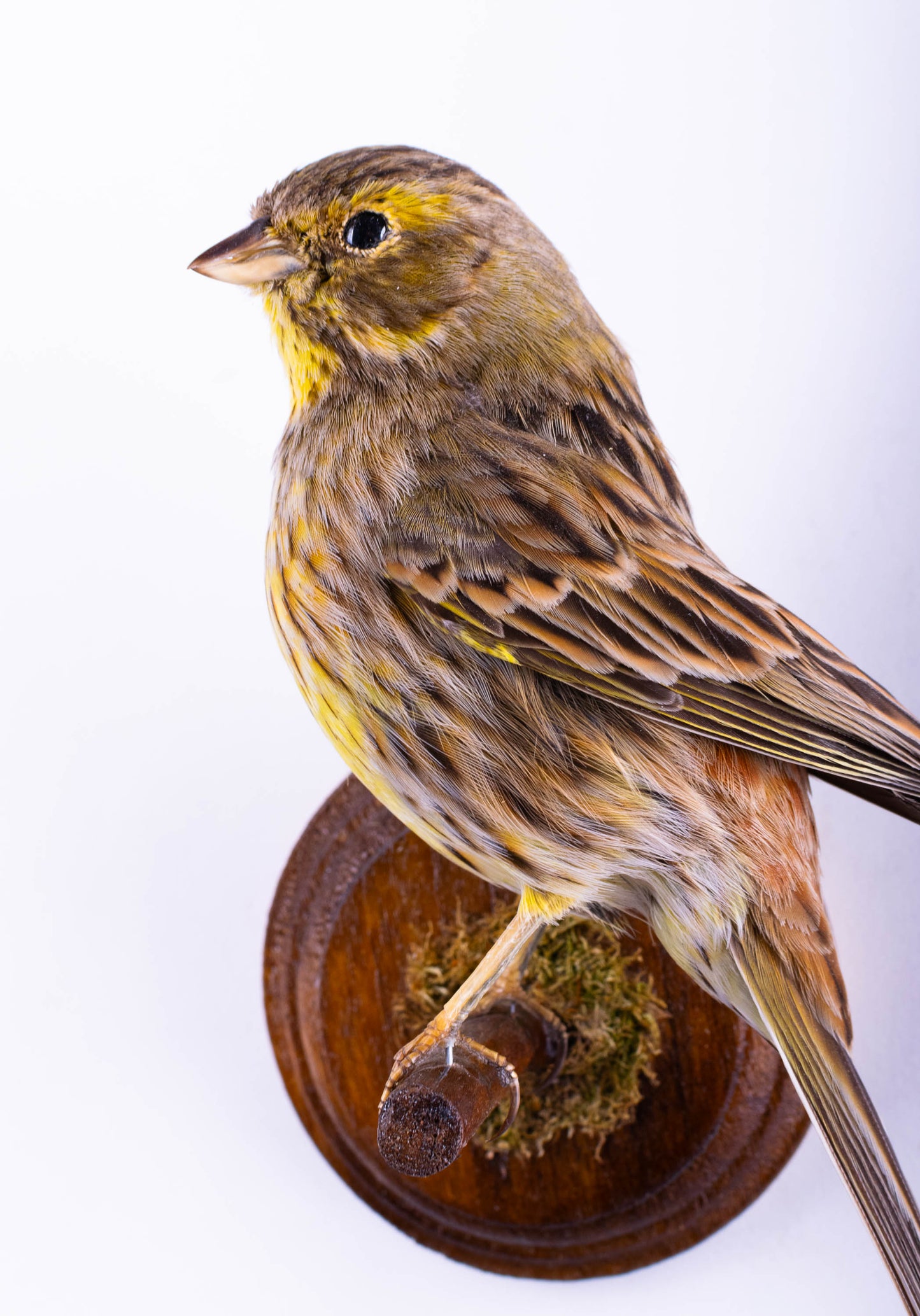 Montage mural de taxidermie de bruant jaune à vendre