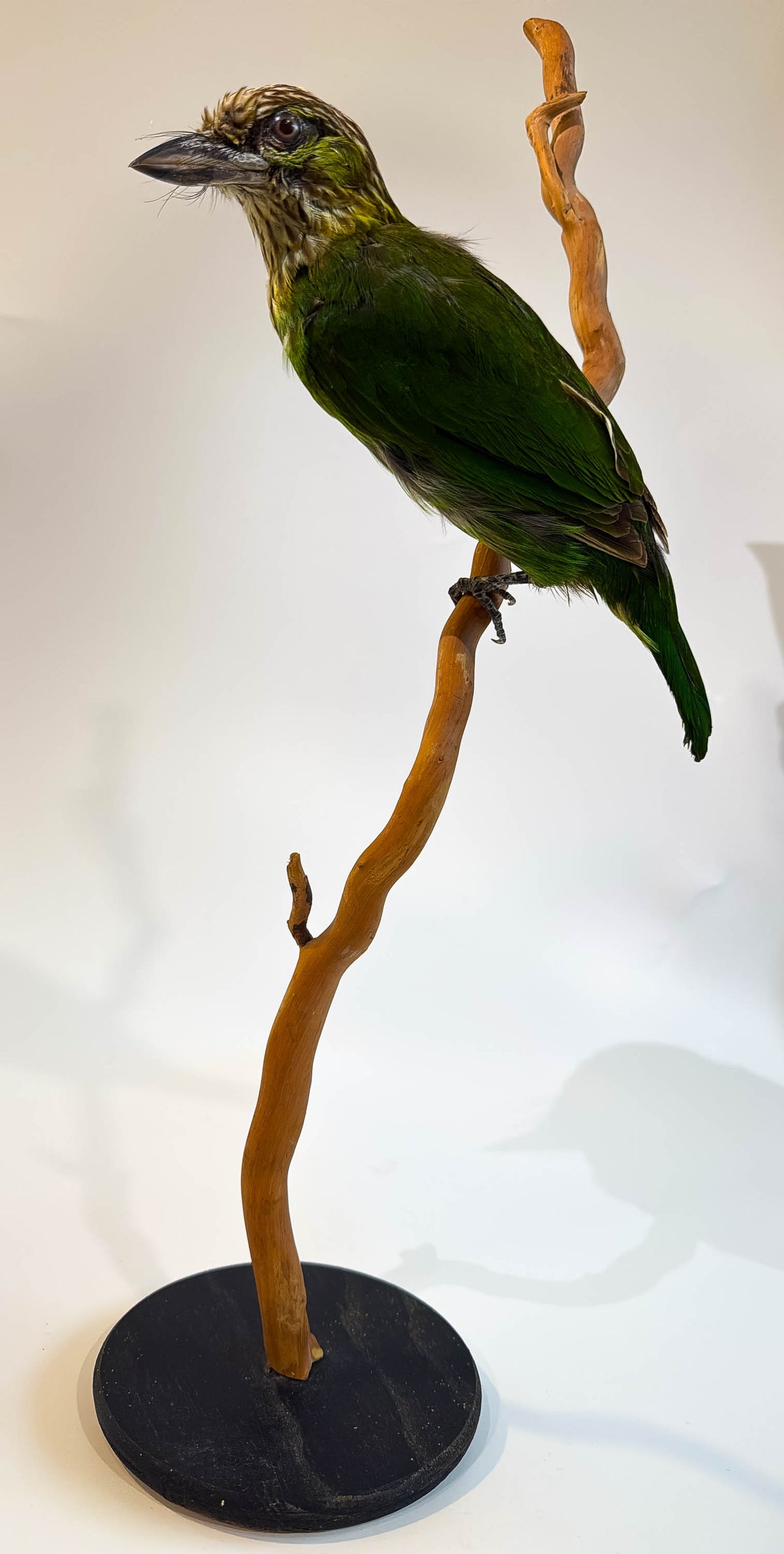 Mésange Charbonnière Empaillée Murale À Vendre
