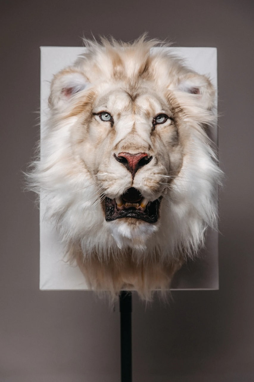 Replica Taxidermy Lion Shoulder Head Wall mount