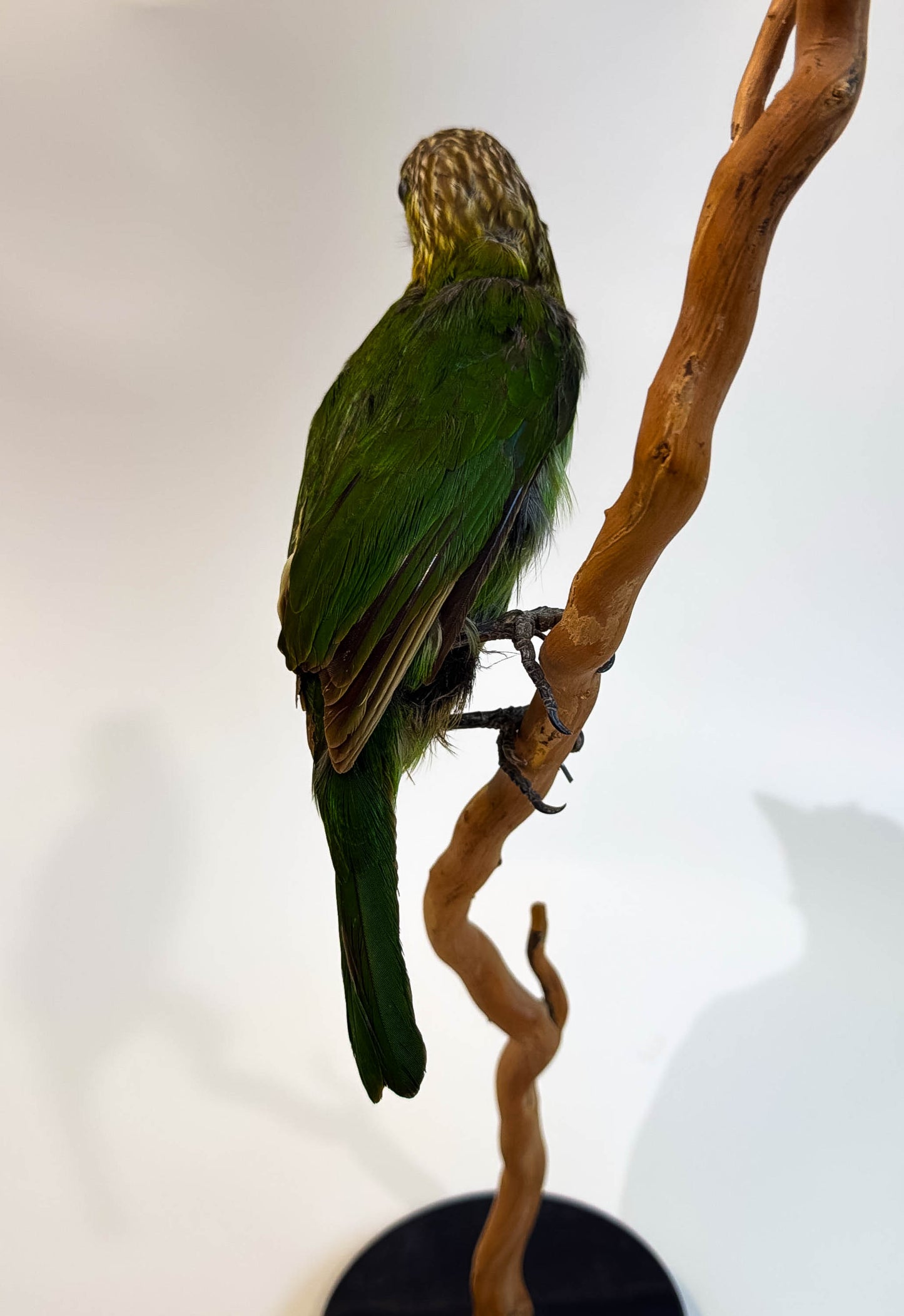 Mésange Charbonnière Empaillée Murale À Vendre