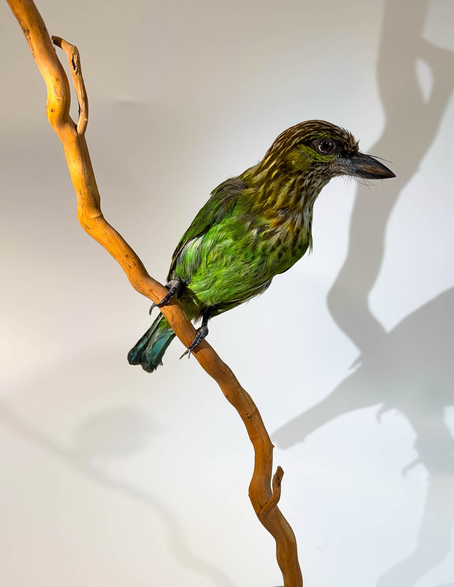 Mésange Charbonnière Empaillée Murale À Vendre