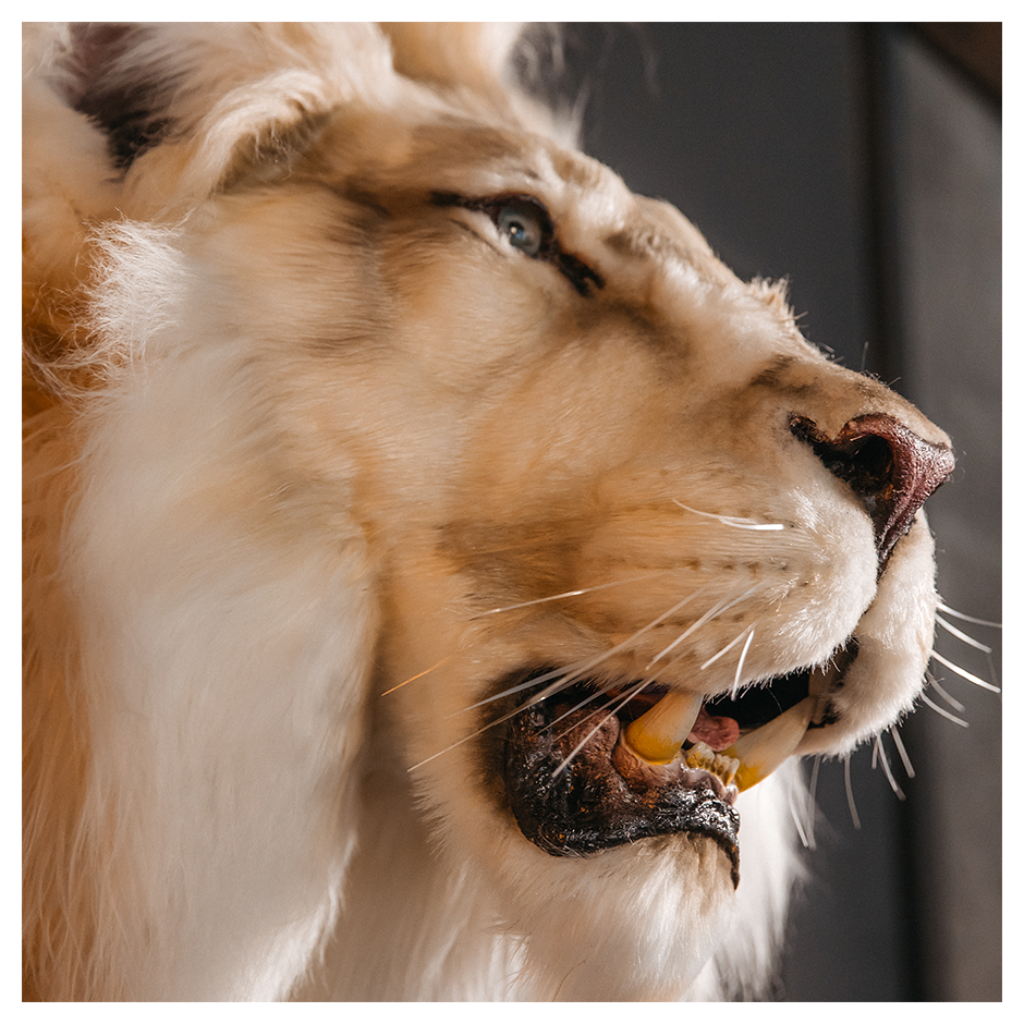 Replica Taxidermy Lion Shoulder Head Wall mount