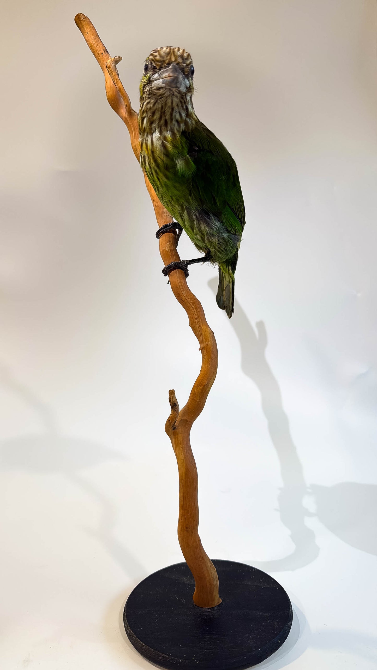 Mésange Charbonnière Empaillée Murale À Vendre