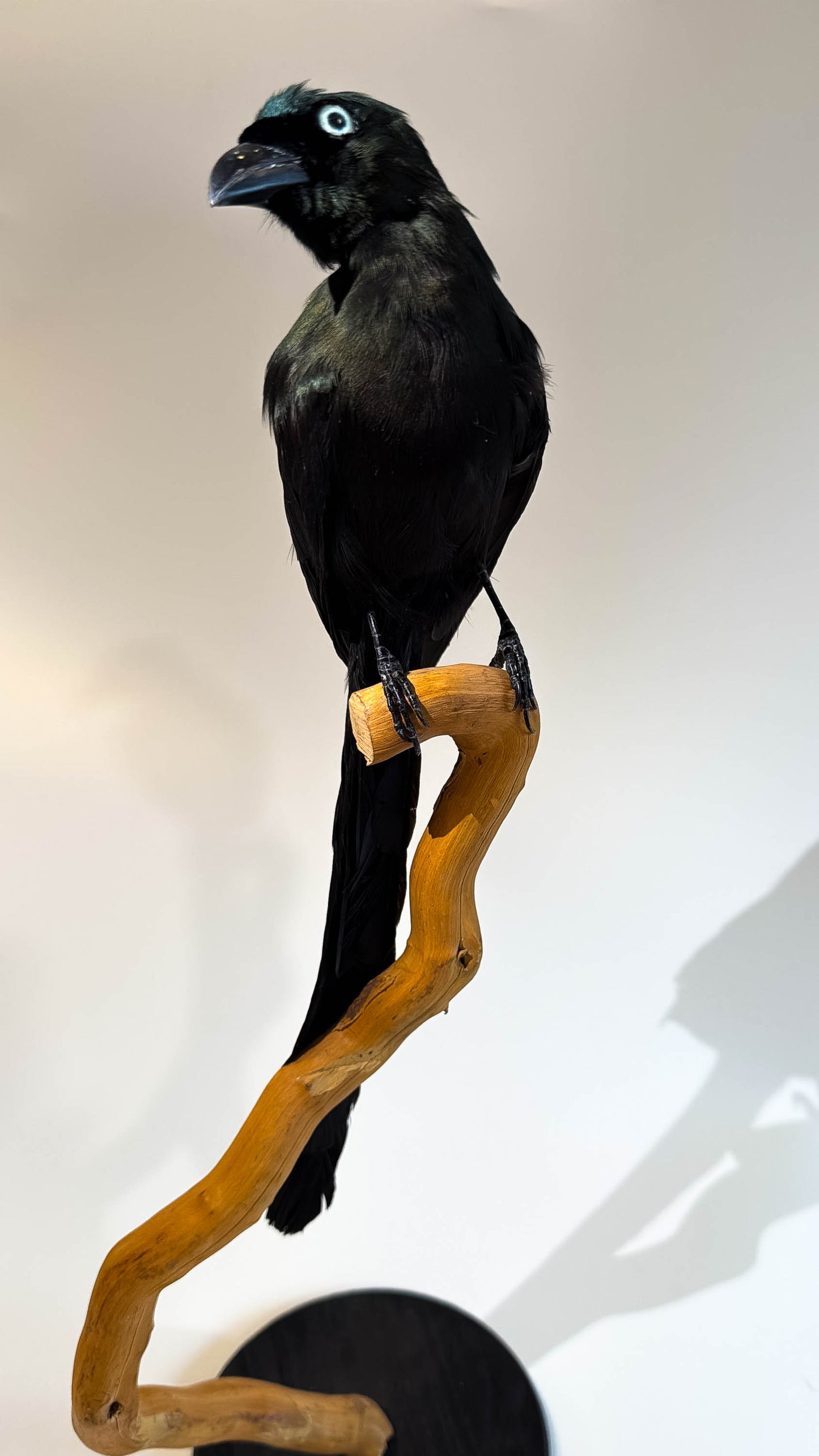 Mésange Charbonnière Empaillée Murale À Vendre