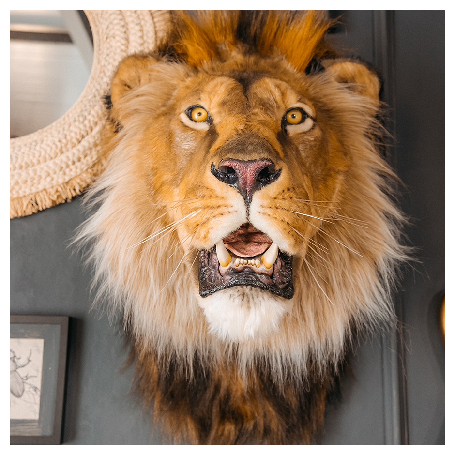 Replica Taxidermy Lion Shoulder Head Wall mount Life size