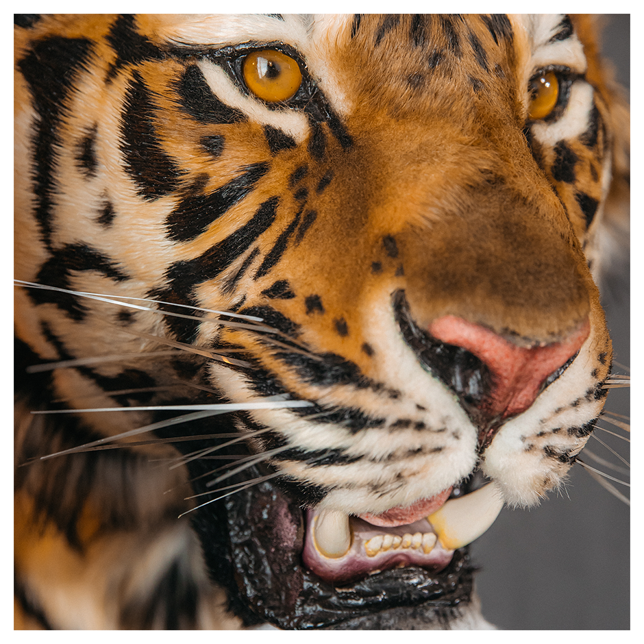 Replica Taxidermy Tiger Head Wall mount Realistic Life size