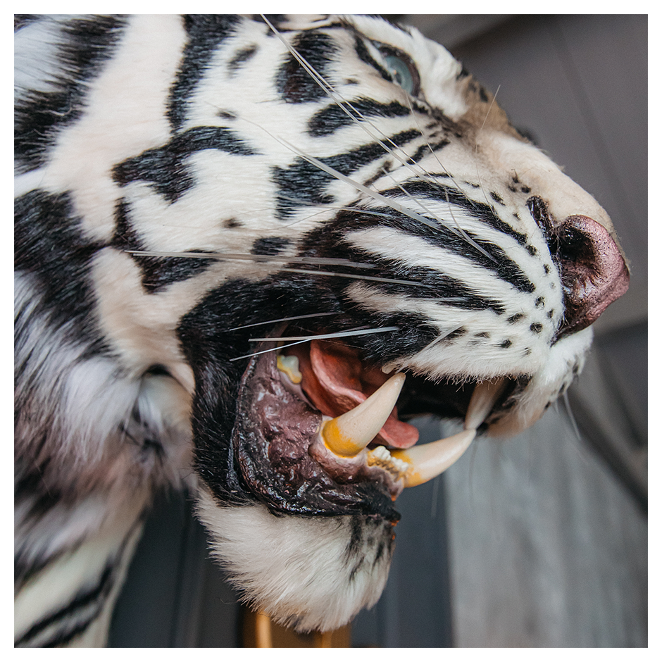 Replica Taxidermy White Tiger Head Wall mount Realistic Life size