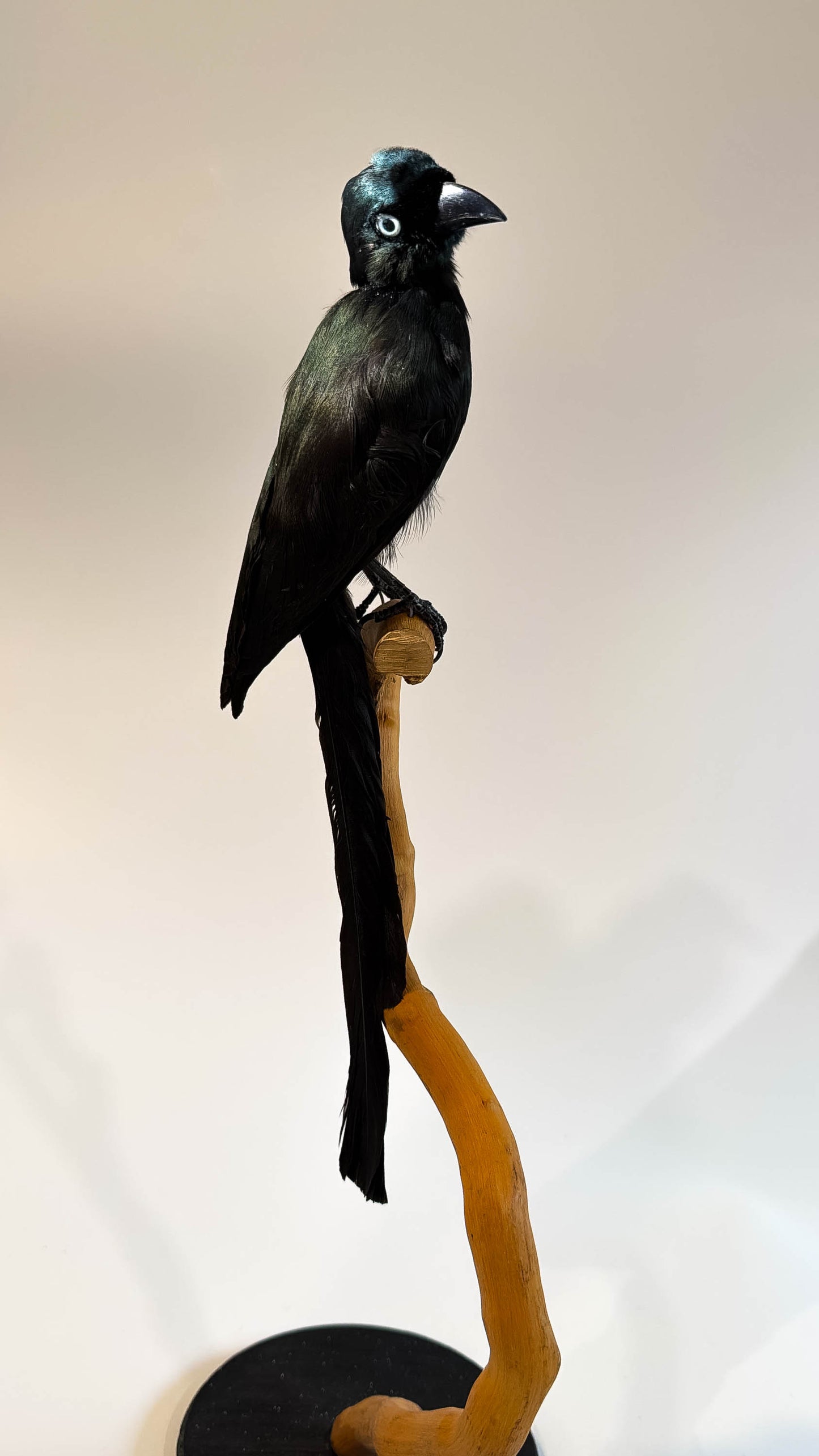 Mésange Charbonnière Empaillée Murale À Vendre