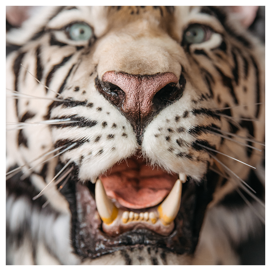 Replica Taxidermy White Tiger Head Wall mount Realistic Life size