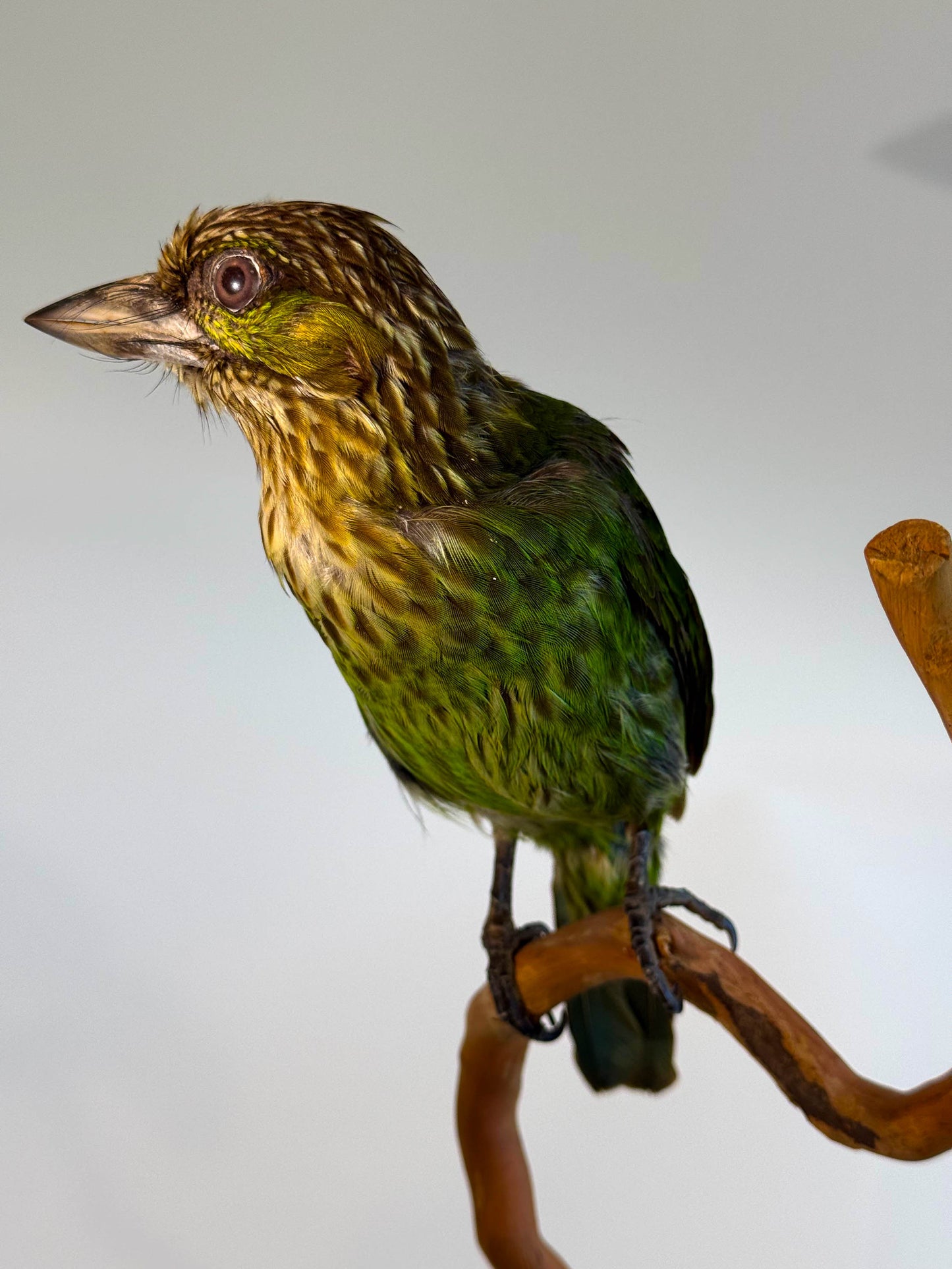 Mésange Charbonnière Empaillée Murale À Vendre