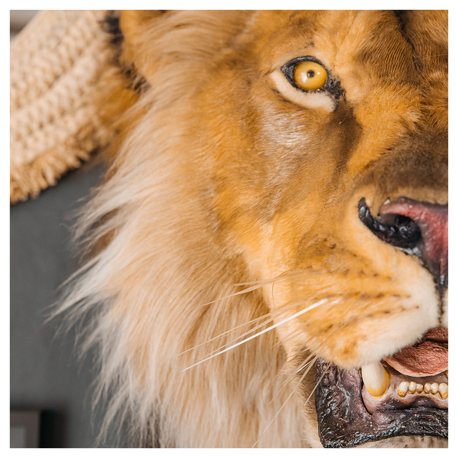 Replica Taxidermy Lion Shoulder Head Wall mount Life size