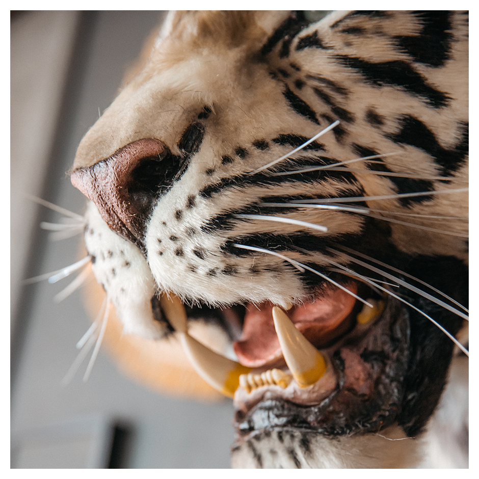 Replica Taxidermy White Tiger Head Wall mount Realistic Life size