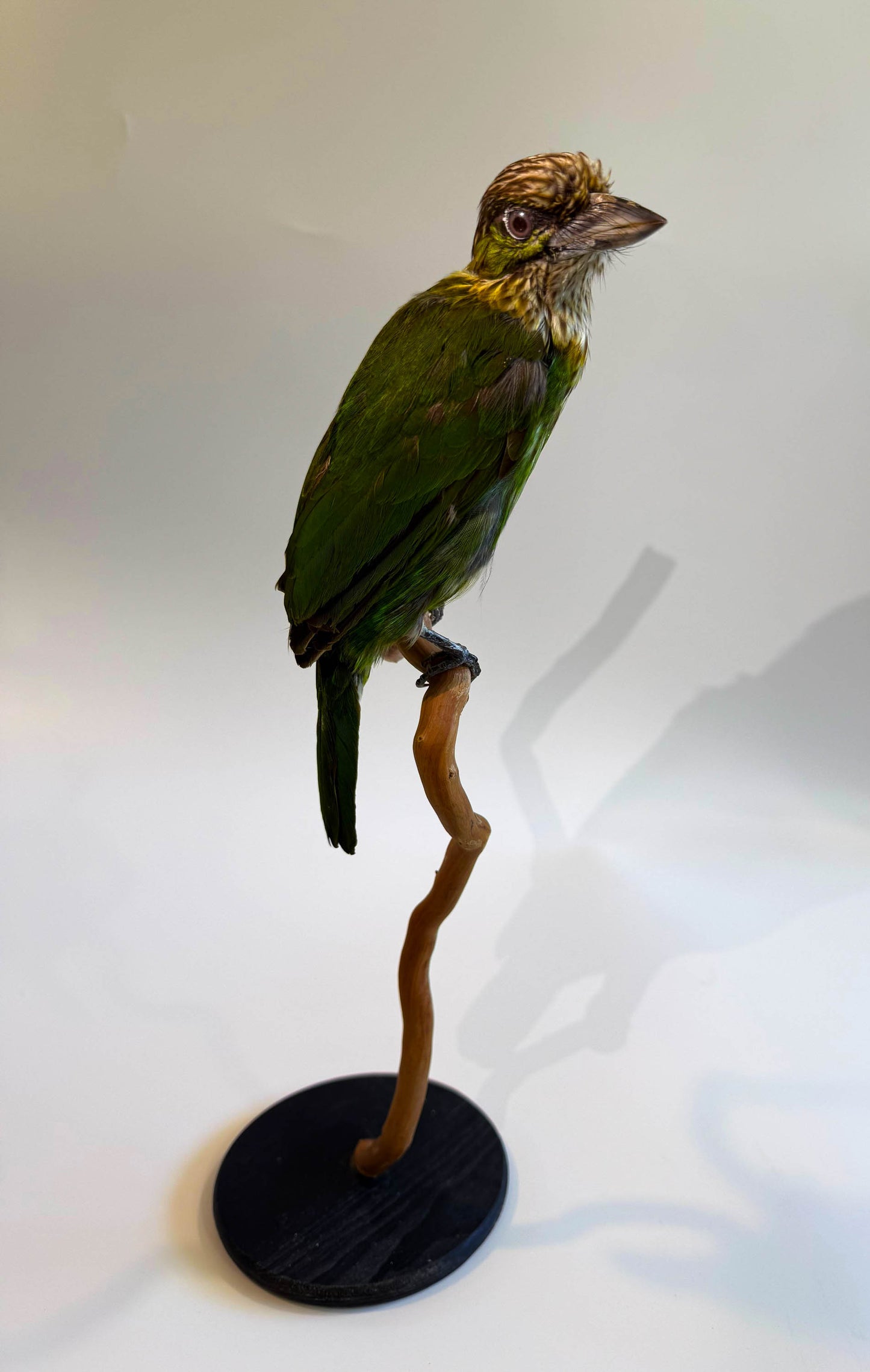 Mésange Charbonnière Empaillée Murale À Vendre